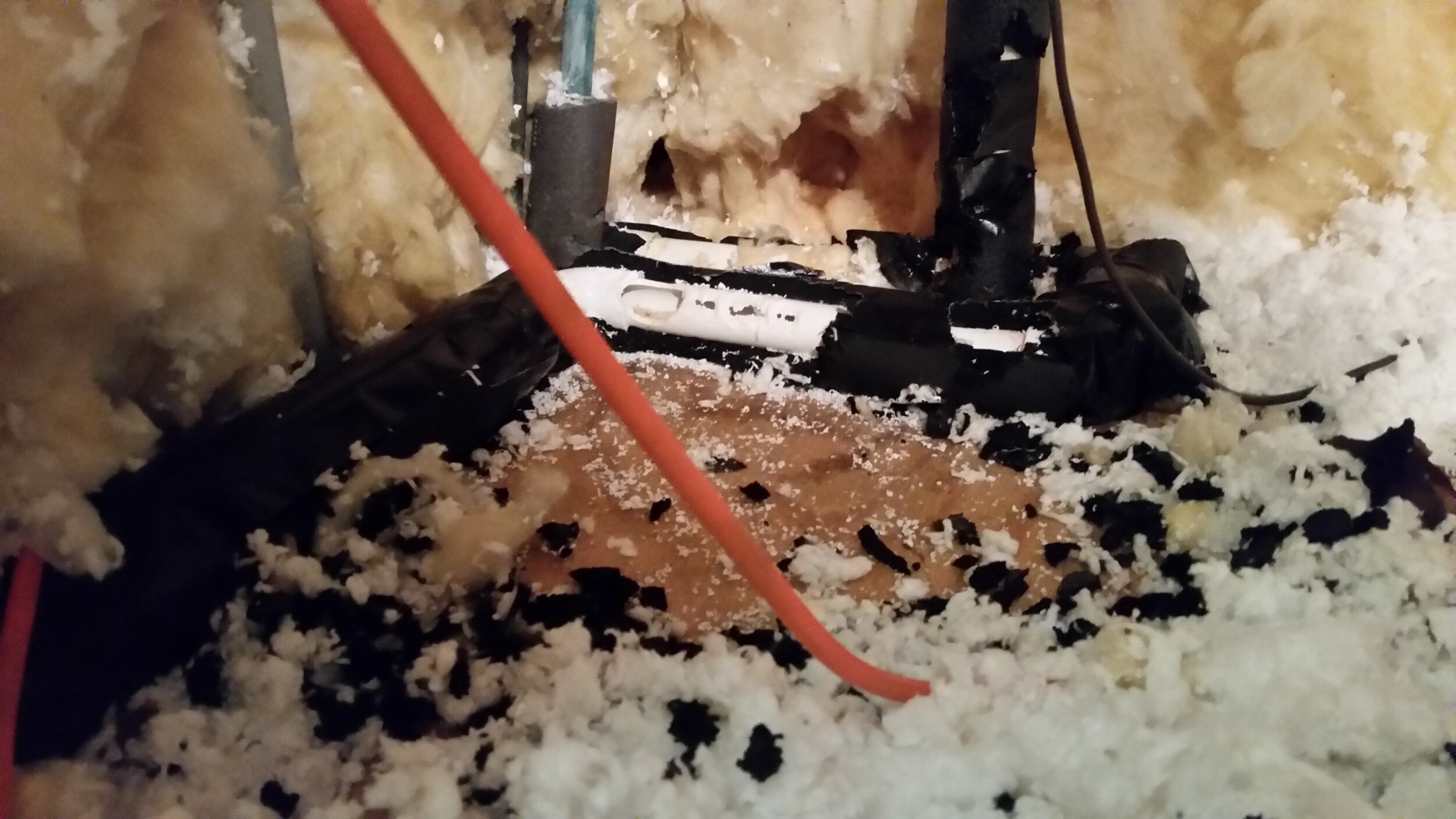 Rodent_Damage.jpg