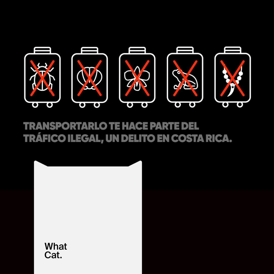 Comunicación con propósito: What You Carry CR