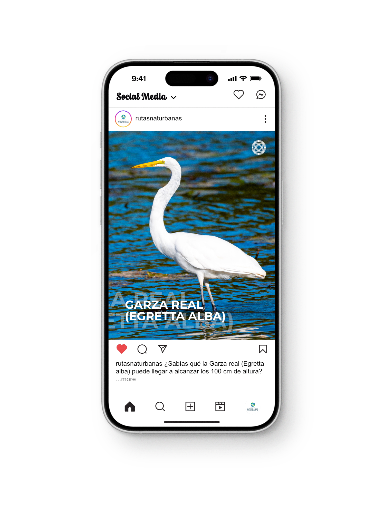 Pantalla de un teléfono inteligente mostrando una publicación en redes sociales sobre la Garza Real, Egretta alba, con una imagen de un ave blanca en un cuerpo de agua y texto aclarando su altura máxima.
