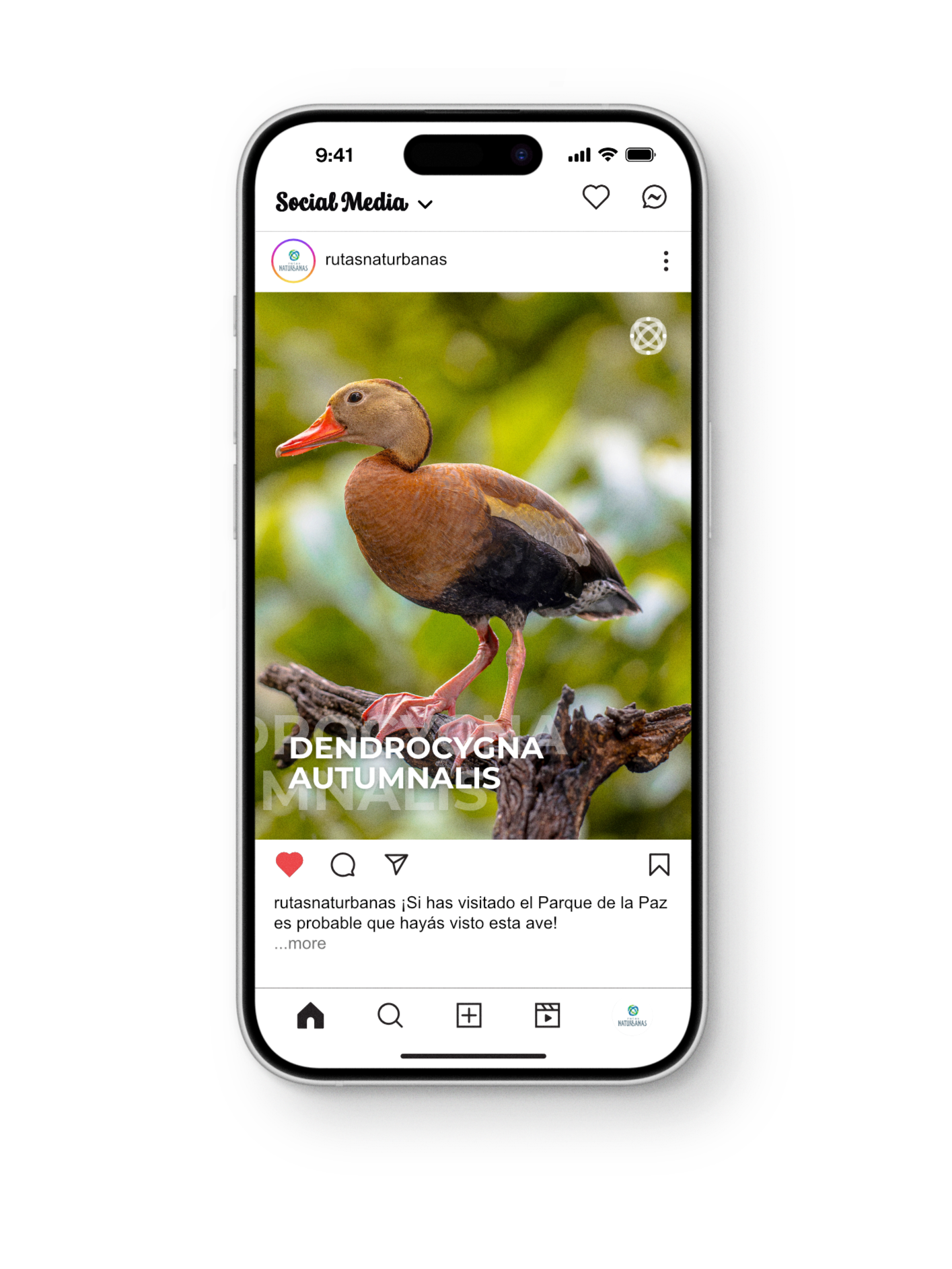Pantalla de teléfono móvil con una publicación en Instagram de un ave, específicamente una Dendrocygna autumnalis, con un fondo de naturaleza, en un árbol.