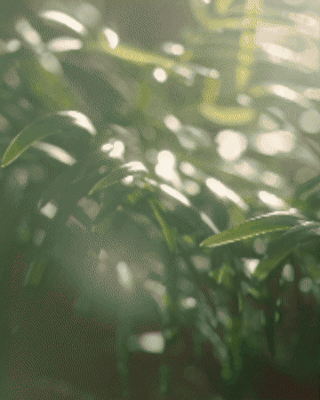 gif (9).gif