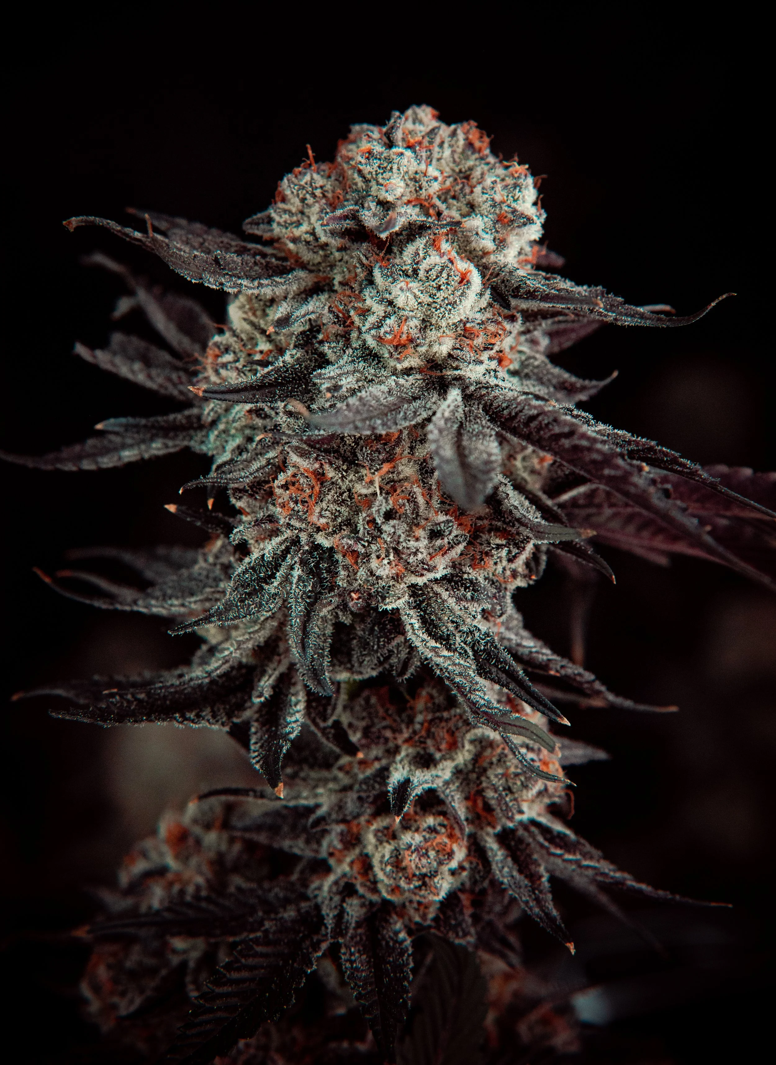 tokibud-4.jpg