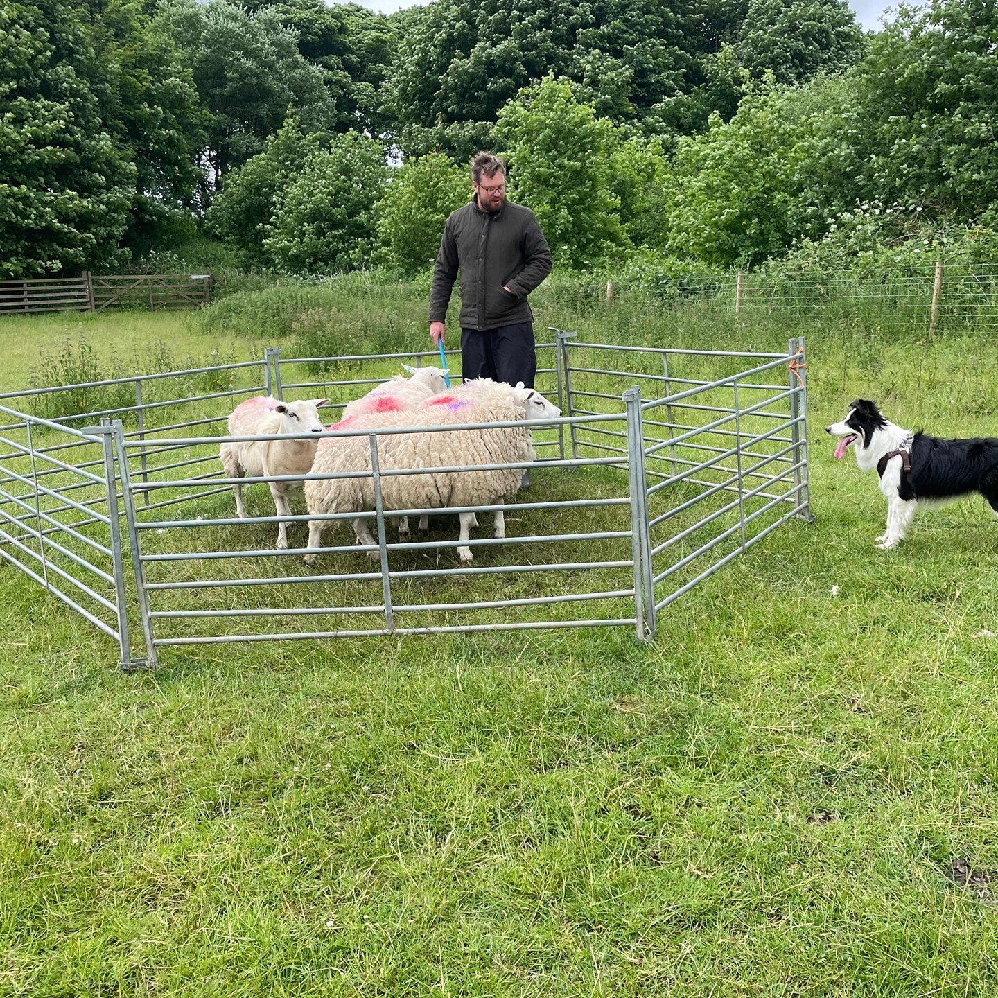 Training has begun, we could make a working dog out of Bailey yet!
#weddingplanner #weddingplannercheshire #weddingplannerpeakdistrict #weddingplannersouthyorkshire #weddingstylist #peakdistrict #peakdistrictweddingplanner #peakdistrictweddings #che