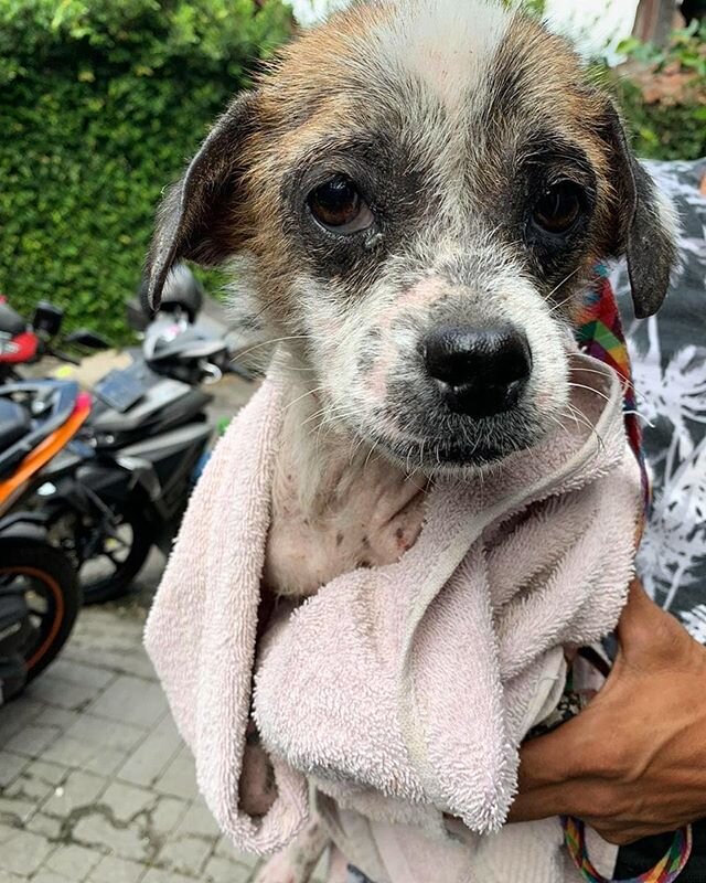 The situation on the island is a tragedy. So many new rescues.
😵😱😭 This is Wanda, she suffers from TVT, a naturally occurring tumor that is sexually transmitted from one dog to another. Also she has a skin infection, blood parasites and anemia, a 