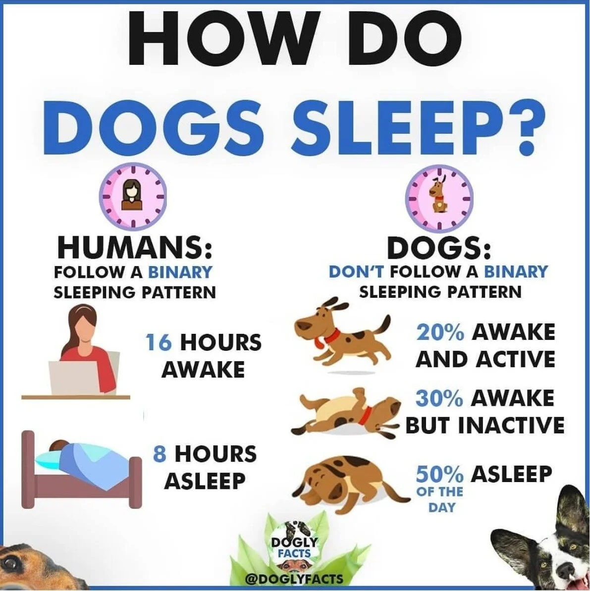 dog barrier frustration crate