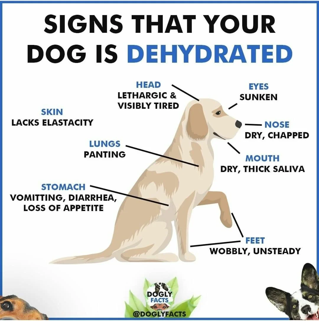dog dehydration treatment