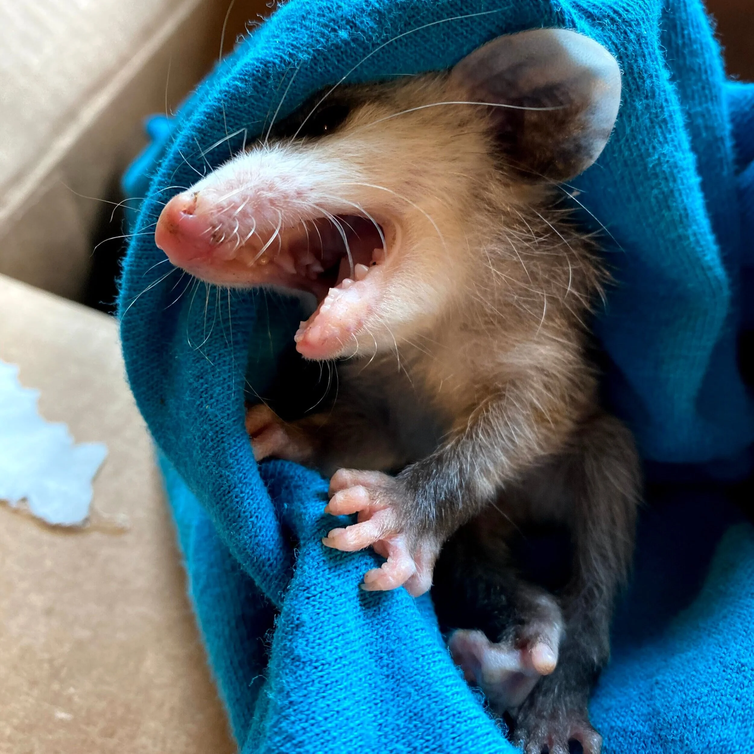 Virginia Opossum in Cat’s Mouth: Patient 20-233