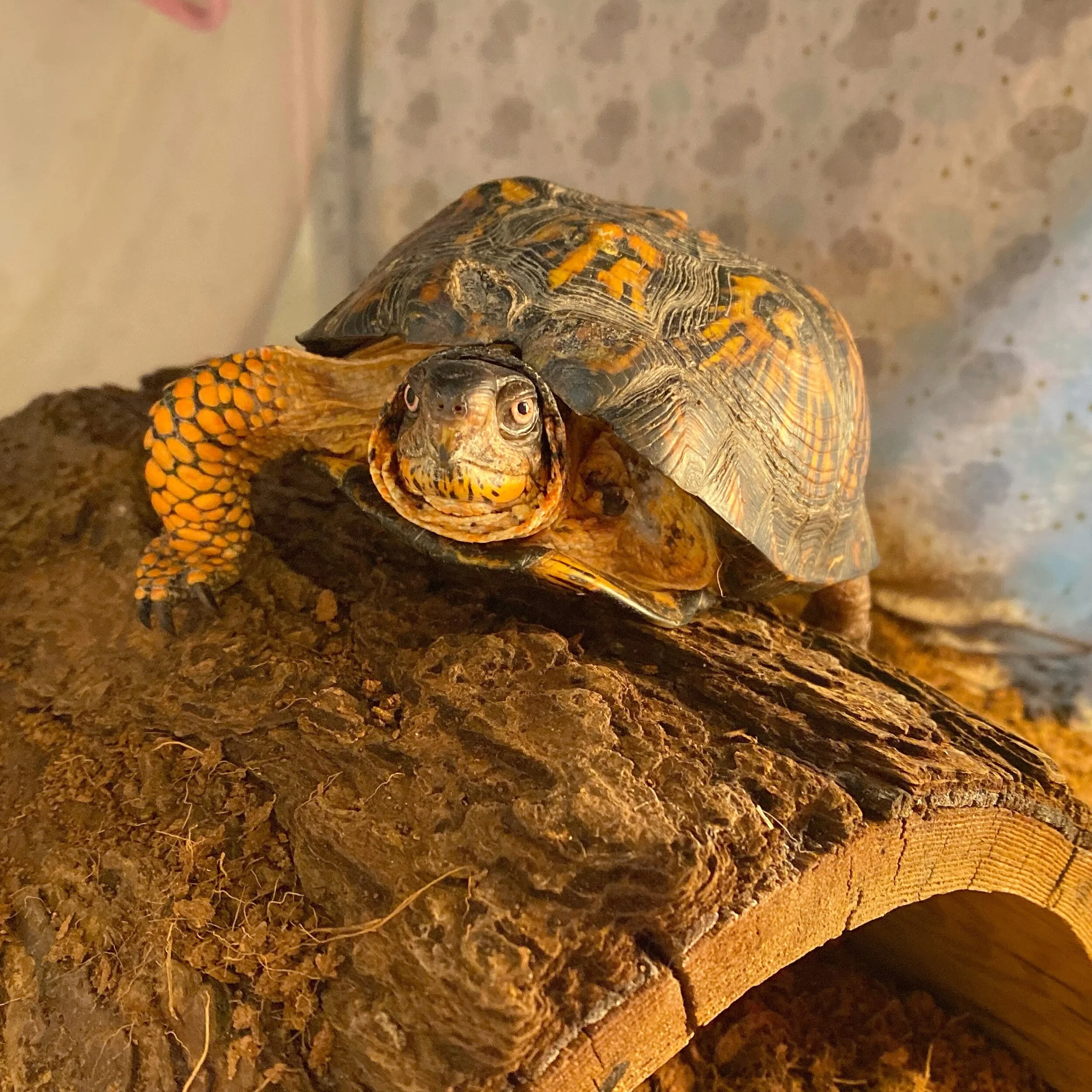 Eastern Box Turtle Amputated Leg: Patient 20-307
