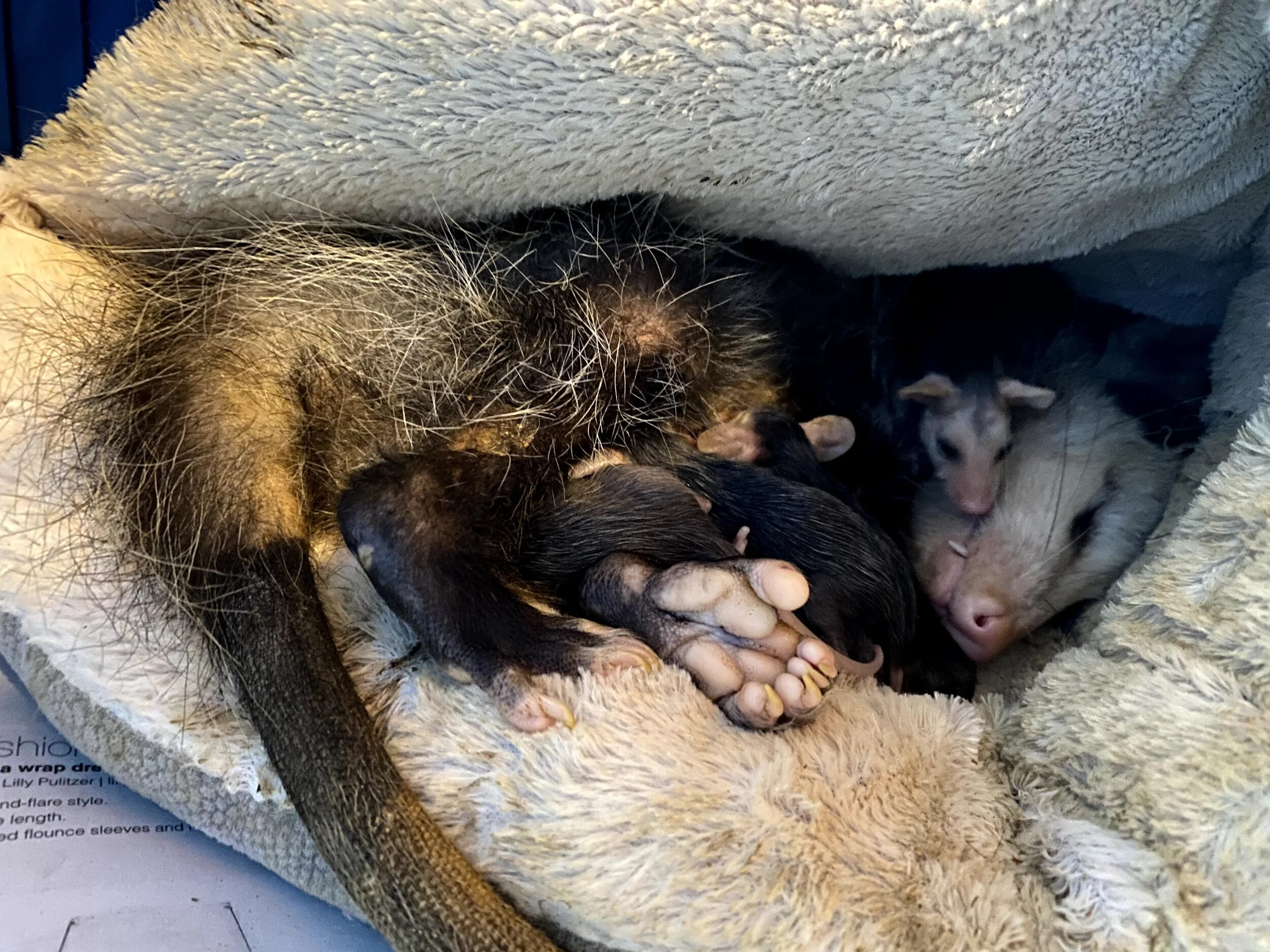 Virginia Opossum Injured With Babies: Patient 20-293