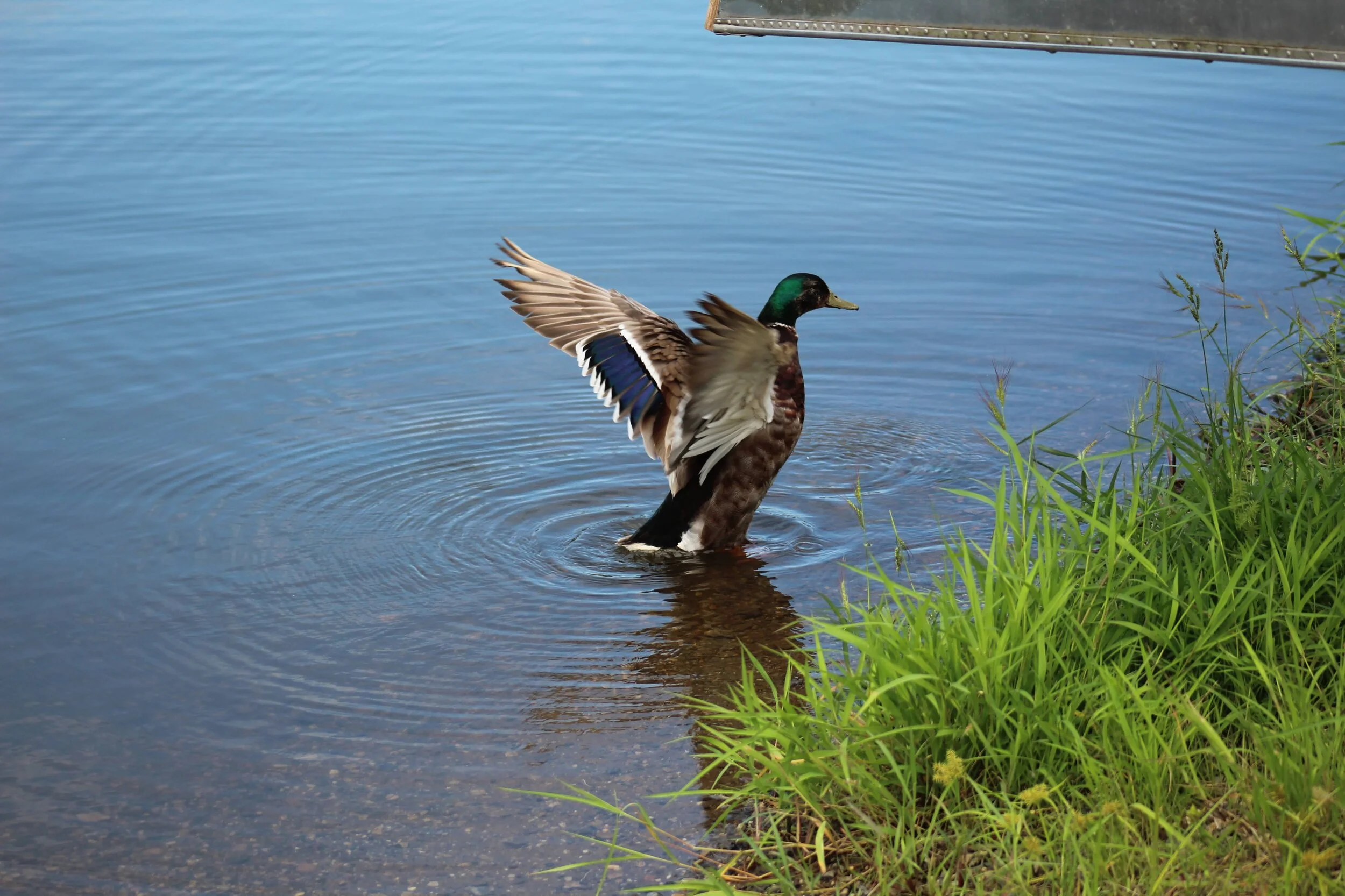 Mallard Shot With Crossbow Bolt: Patient 20-338