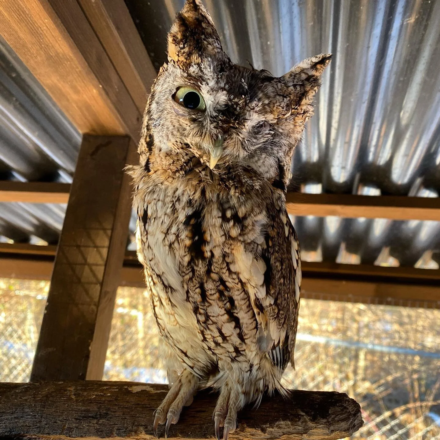 Eastern Screech Owl Damaged Eye and Concussion: Patient 21-15
