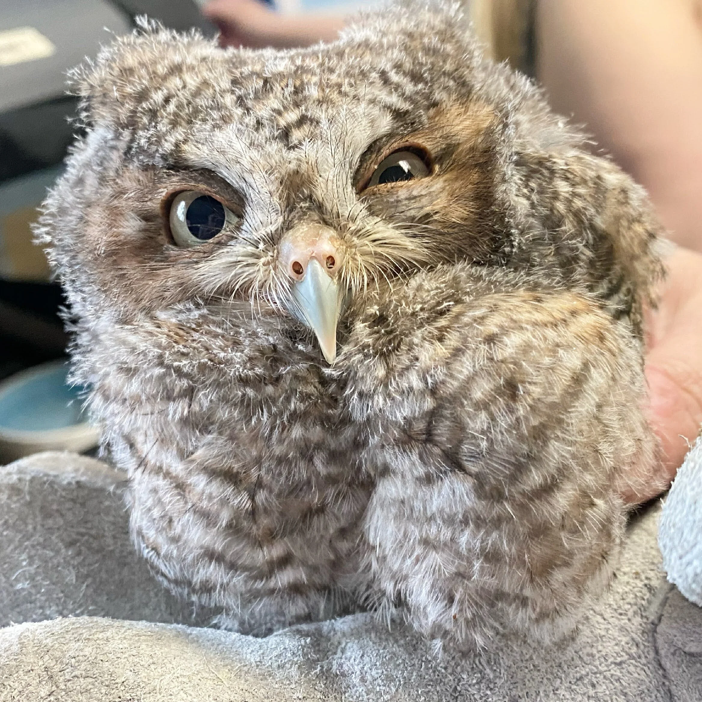 Eastern Screech Owl Broken Leg: Patient 21-556
