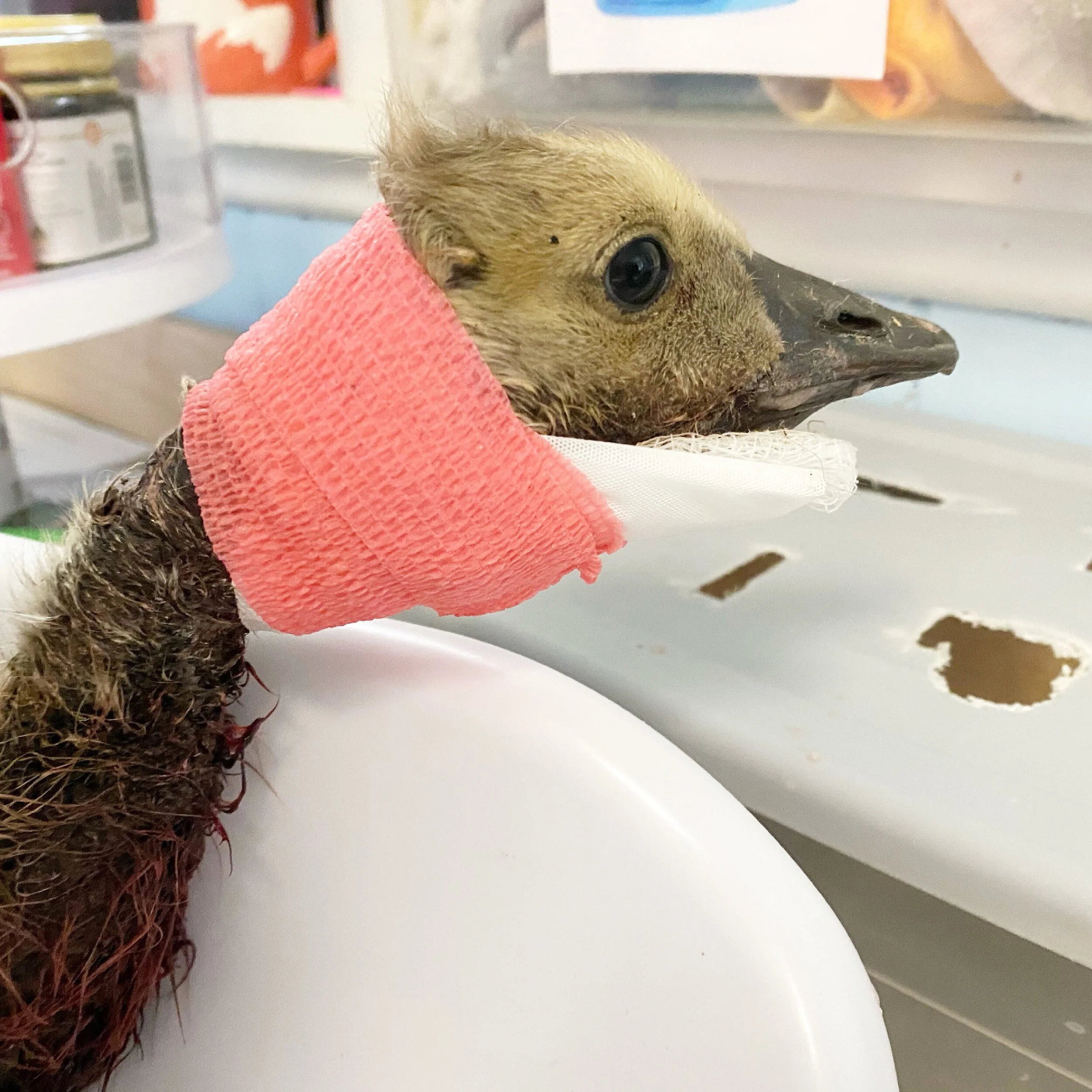 Canada Goose Neck Wound and Brain Injury: Patient 21-594