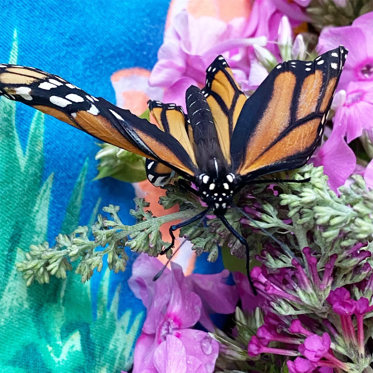 Monarch Butterfly Parasite: Patient 21-1002