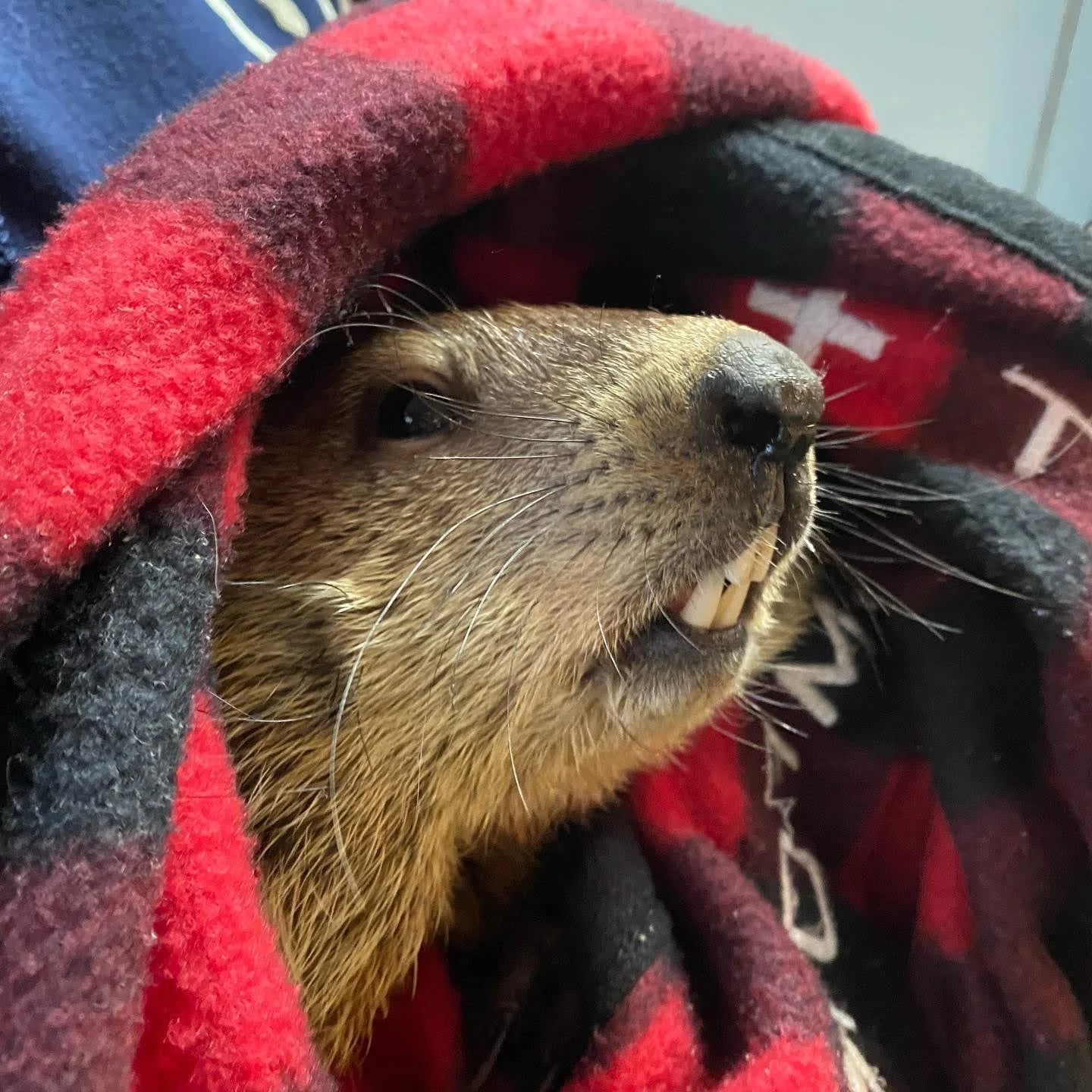 Groundhog Shot Several Times: Patient 22-6