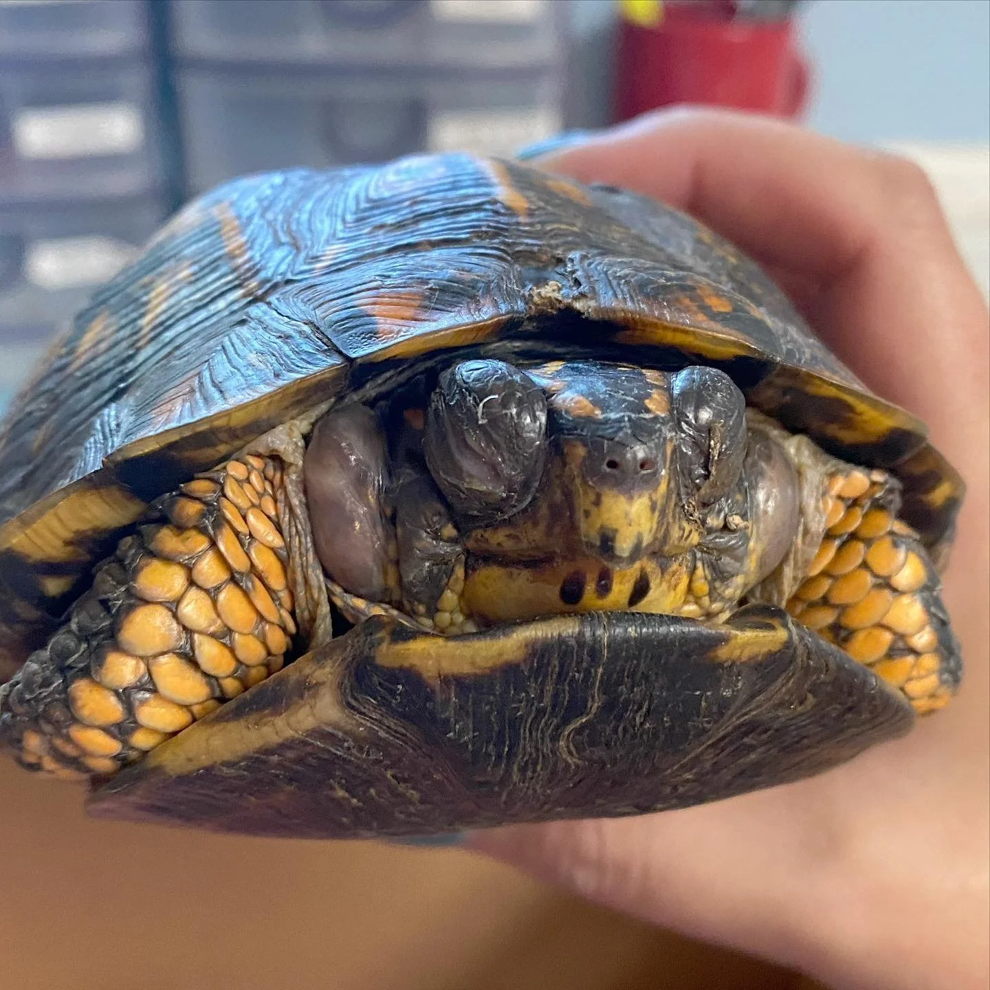 Eastern Box Turtle Infection: Patient 21-1086