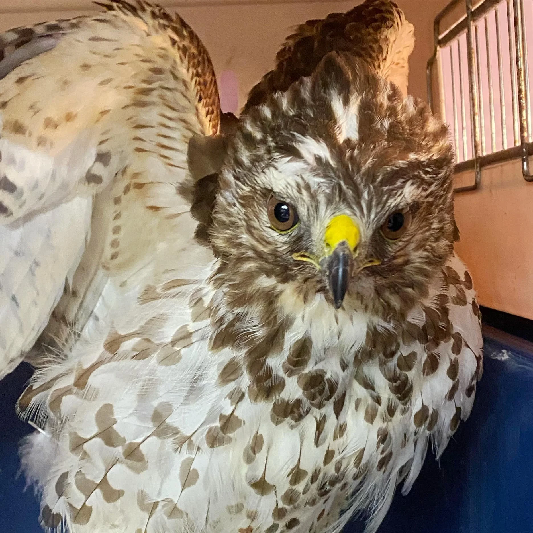 Red-Shouldered Hawk Car Collision: Patient 22-23