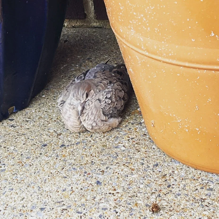 Mourning Dove Leg Injury: Patient 22-128