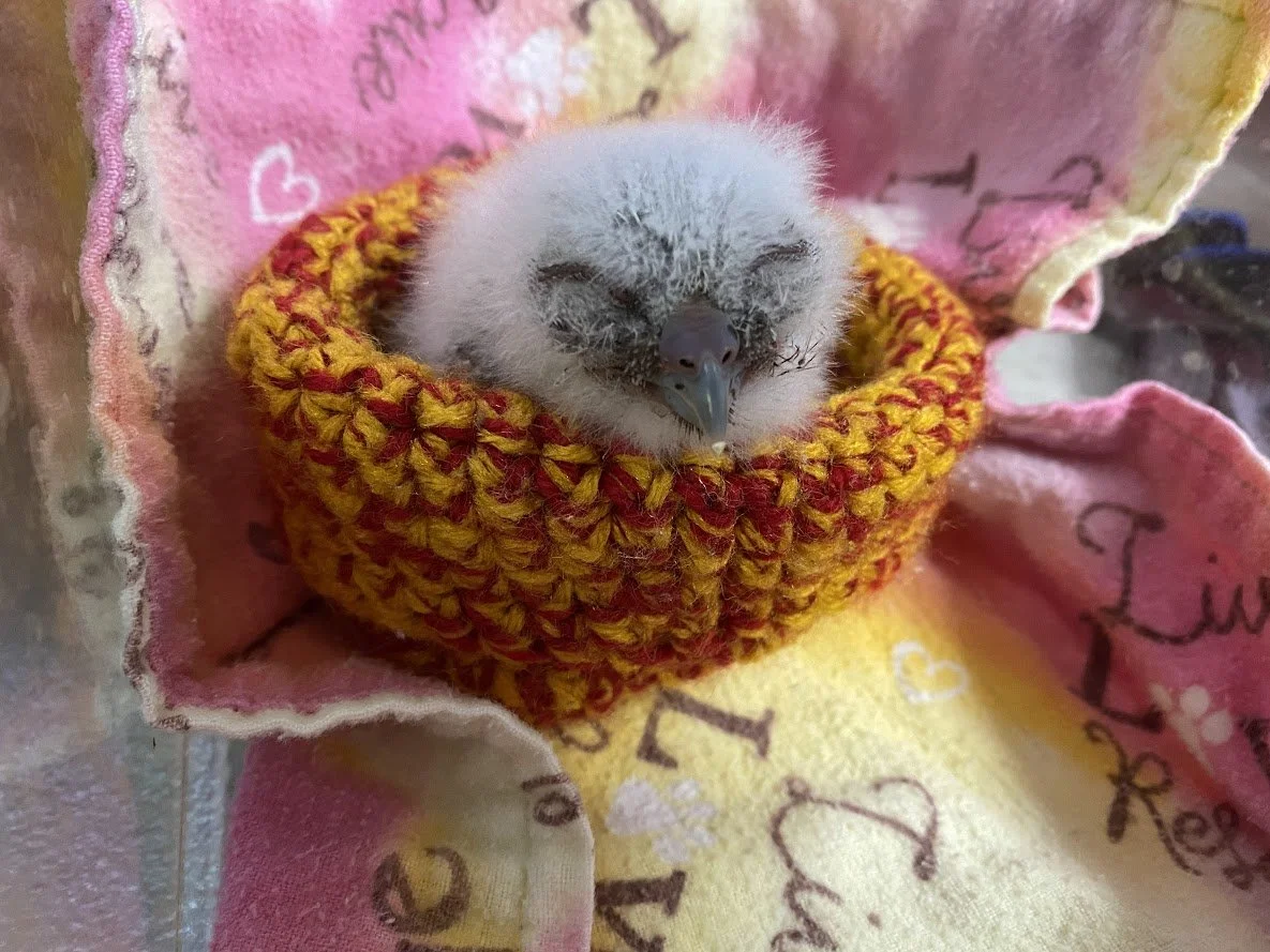 Eastern Screech Owl’s Eye Removal: Patient 22-712