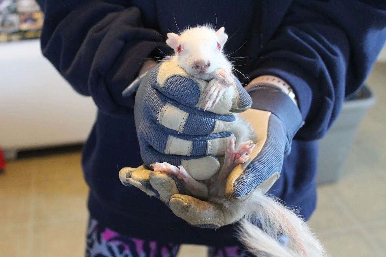 Albino Eastern Gray Squirrel: Patient 22-302