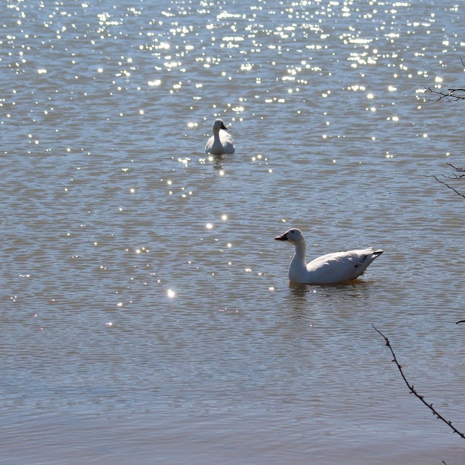 geese 6.jpg