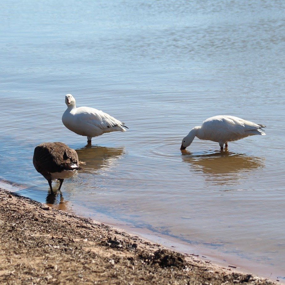 geese 2.jpg