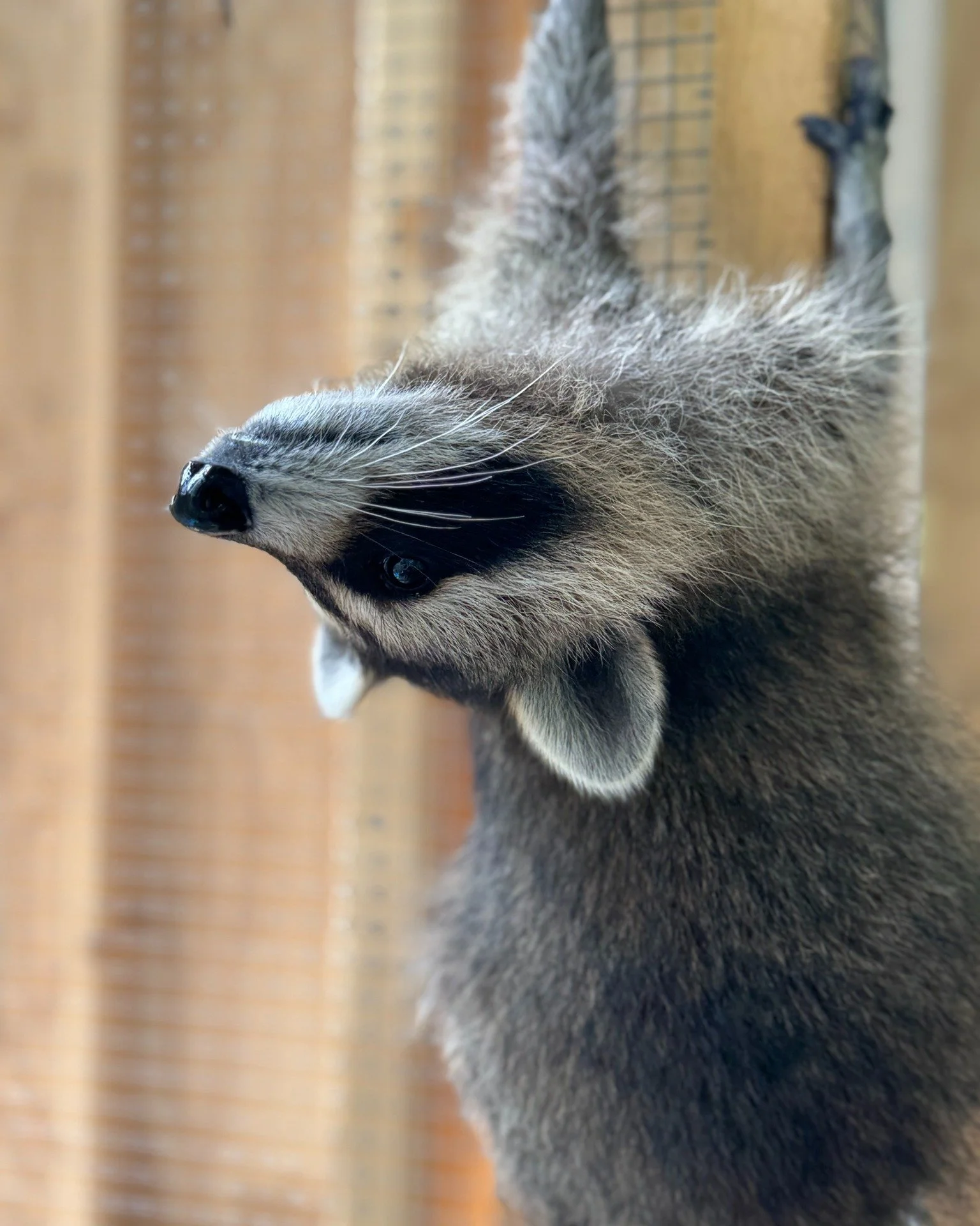 Have you ever wondered what it takes to keep a wildlife center running day-to-day? From the smallest syringe to the biggest bag of food, every item plays a critical role in the care of our patients.

Rehabilitating animals is a labor of love, and you