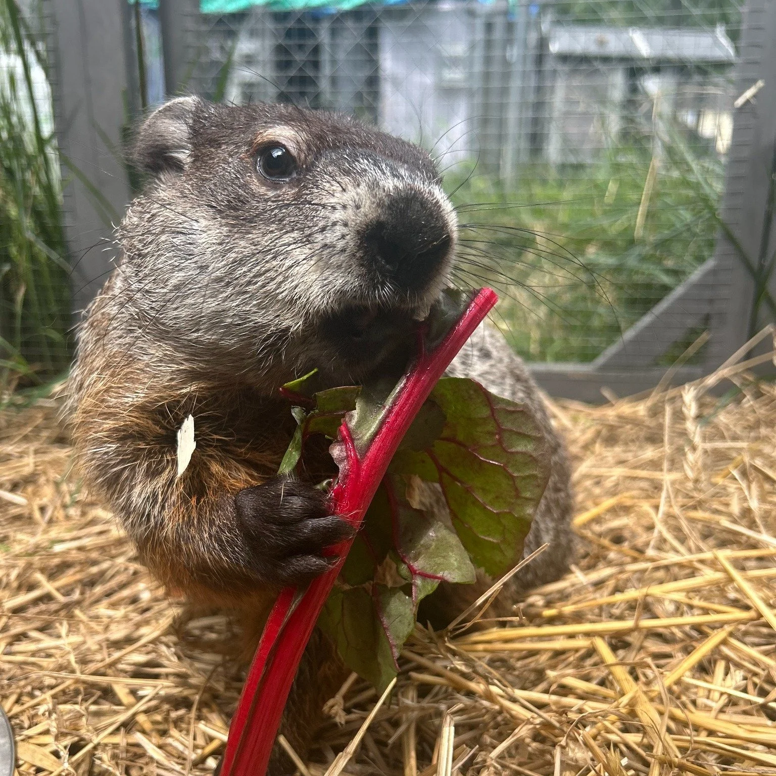 It's Wish List Wednesday, and we're still buzzing from the amazing success of our last call for help! We got tons of donations off of our wishlist and we couldn't thank you enough! 

But as you know, the work never stops here! Have you ever wondered 