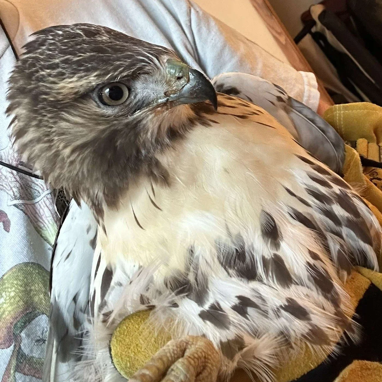 As temperatures rise, so do mosquito populations📈🦟

Along with more mosquitos, comes more West Nile Virus, which is a mosquito-borne illness that can be very dangerous for birds. While many species can be affected, our raptors (like hawks, eagles, 