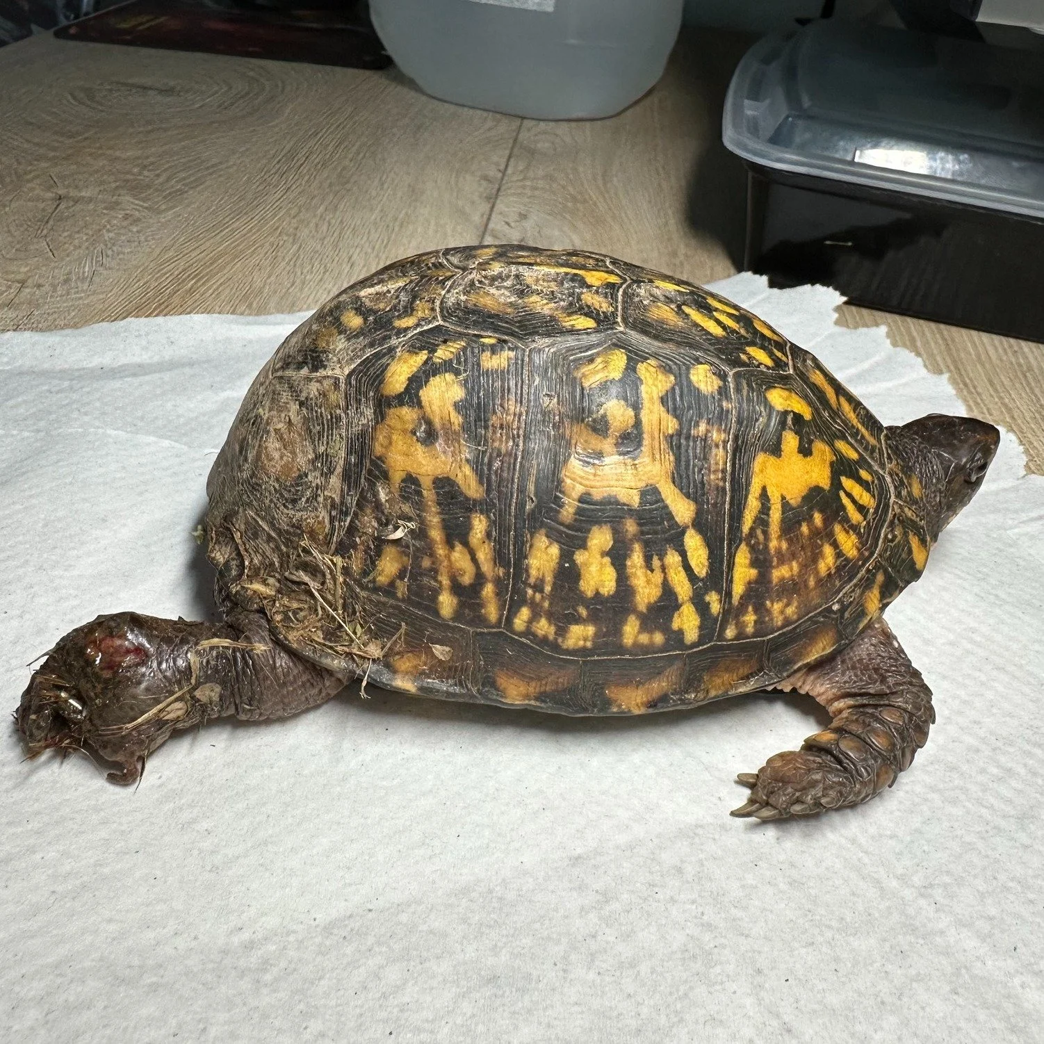 This trooper of an Eastern Box Turtle came to the right place at just the right time!

She was brought in after being found with a partial amputation of her back right food as well as a fracture near her right hip. Thankfully our good friend Dr. Moon