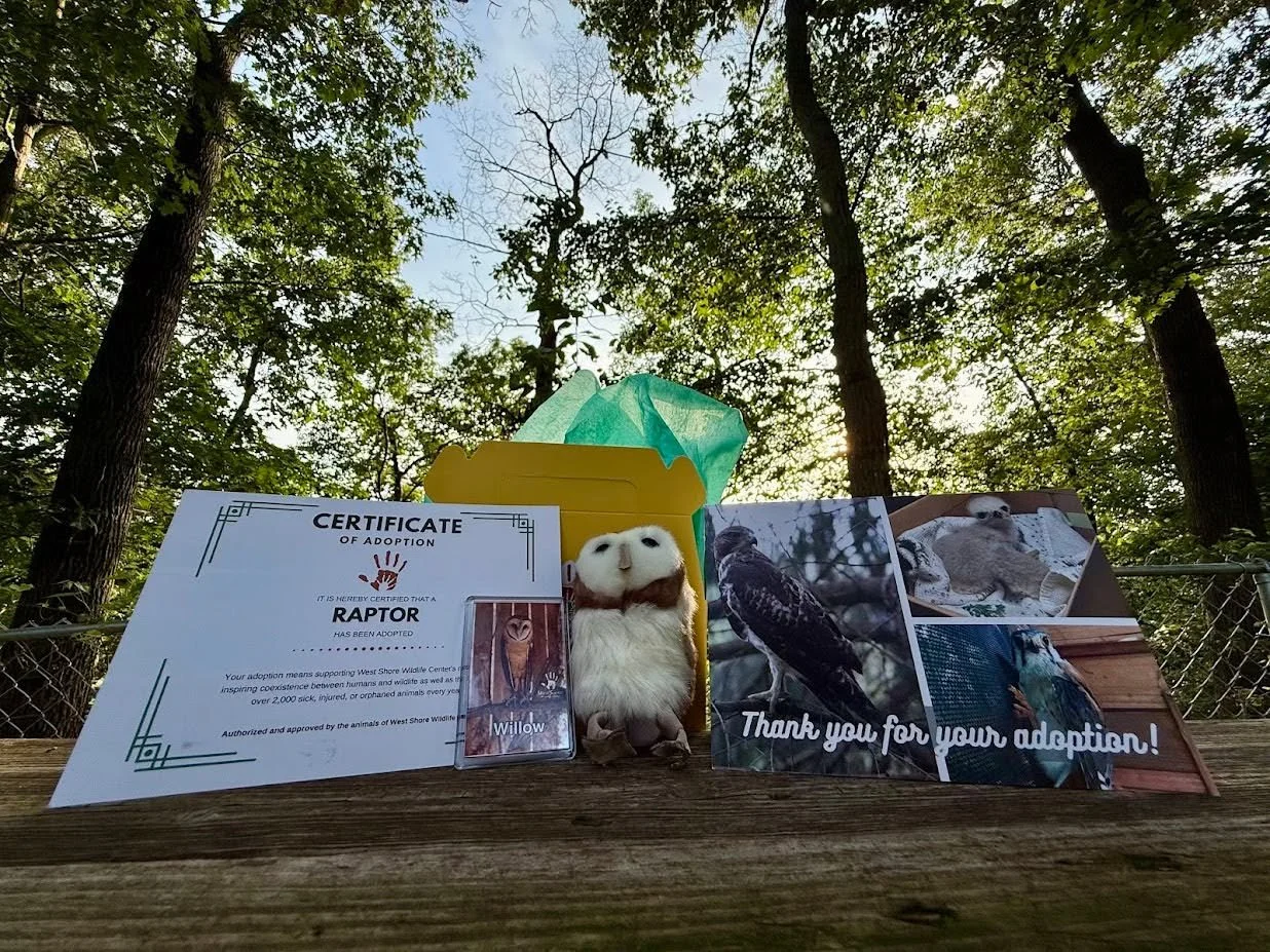 Our Pitch In for Wildlife auction and fundraiser was a huge success thanks to all of you who placed bids, made donations, or shared the campaign with friends. We raised over $2,000! The funds raised will go directly toward the care of the many baby s