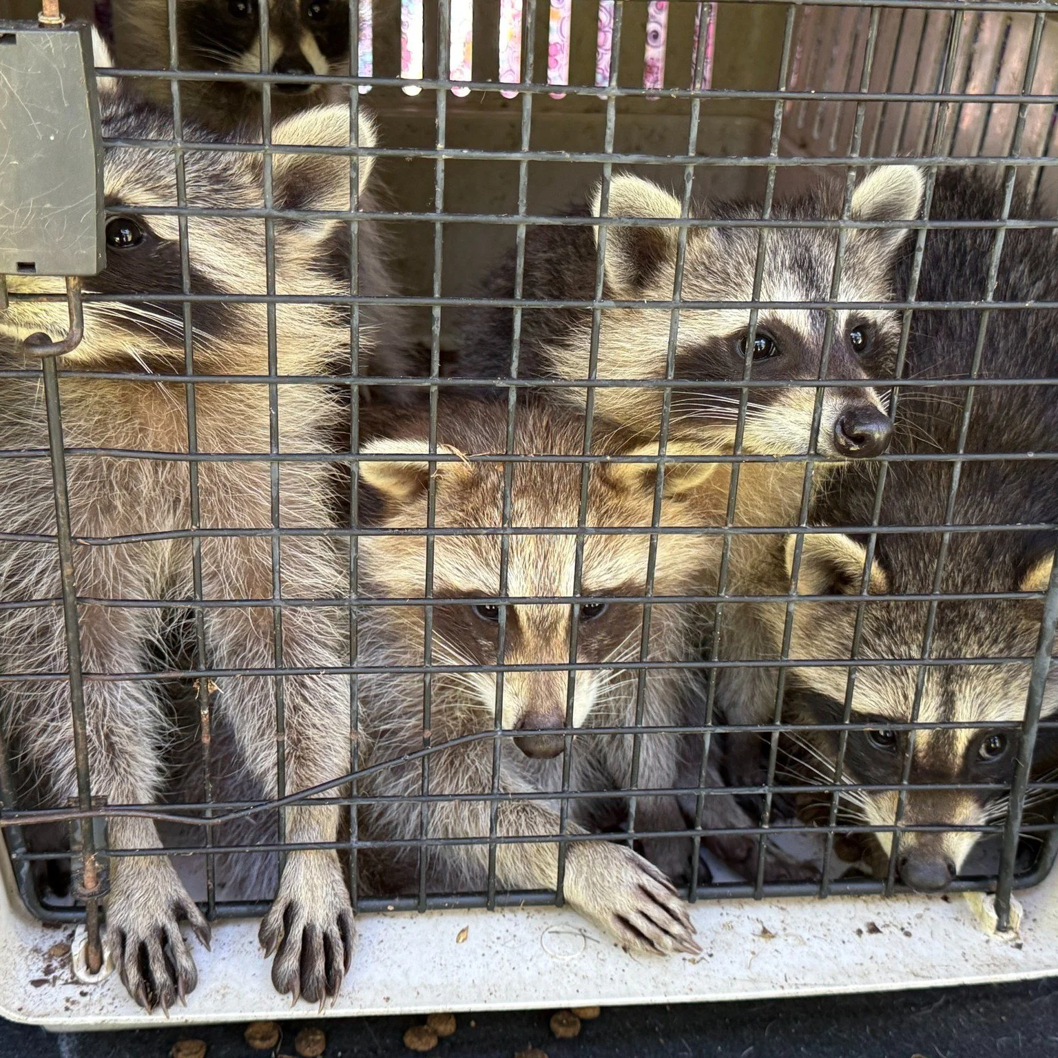 Half of our raccoons have been released!!🦝

This is a huge milestone for us as this year is the first year we have been fully open to all baby RVS (Rabies Vector Species), like raccoons. These little rascals were so excited to run about and explore 