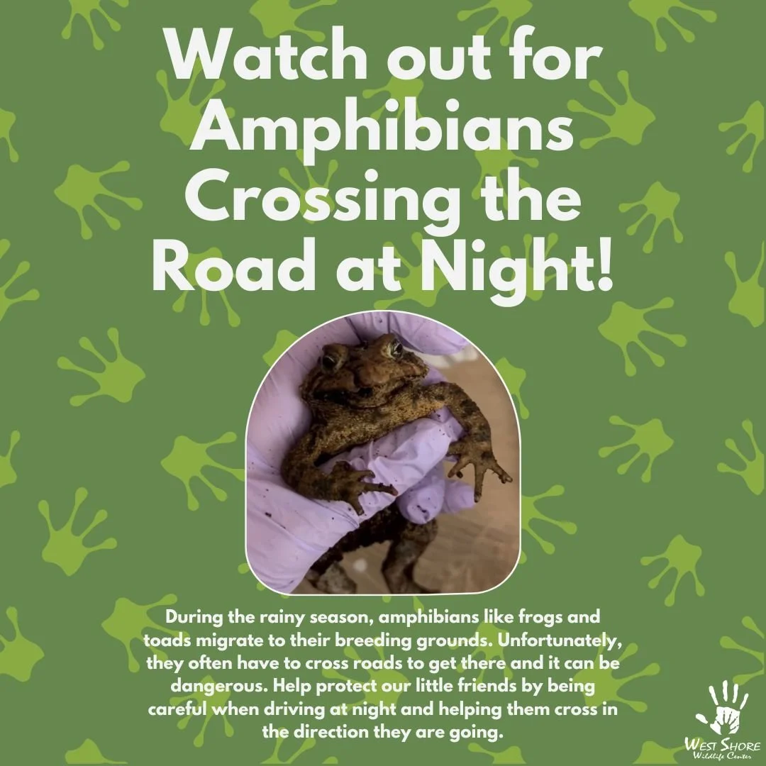 It has been a bit more rainy as of recently which means the herps (reptiles and amphibians) are on the move 🌧
Make sure to watch out for reptiles and amphibians crossing the roads. Not only are they going to be out enjoying the rain, but they also