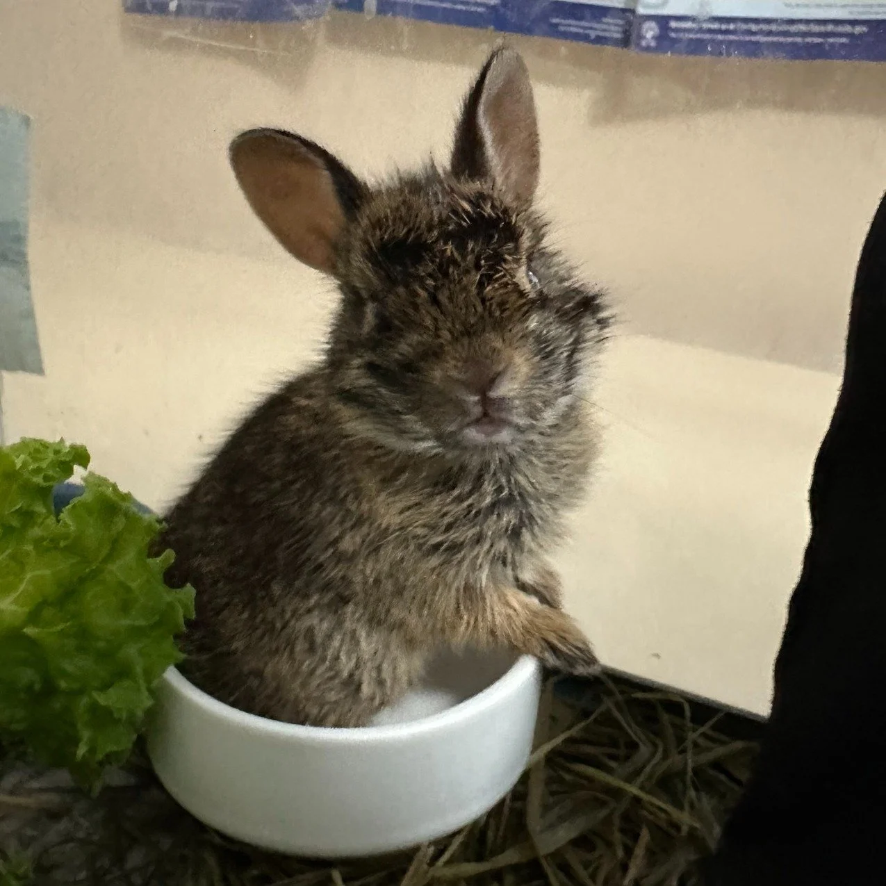 Wish list Wednesday has arrived once again and this week we have a few items that we are hoping for!
We're currently seeking a new, reliable Food Processor. This isn't just a kitchen appliance—it's essential for quickly blending the smooth, sp