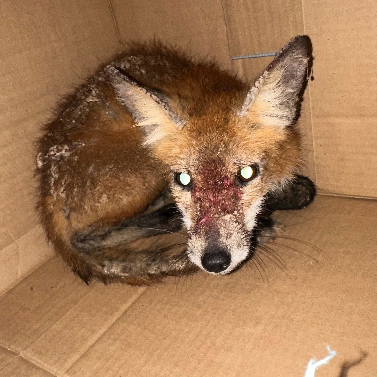 One more success story in the books! 🥳
This Red Fox, patient 25-2053, came in with a case of mange and some minor wounds on her body. Mange is a parasitic infection that comes from parasitic mites burrowing into the skin of animals. The type of man