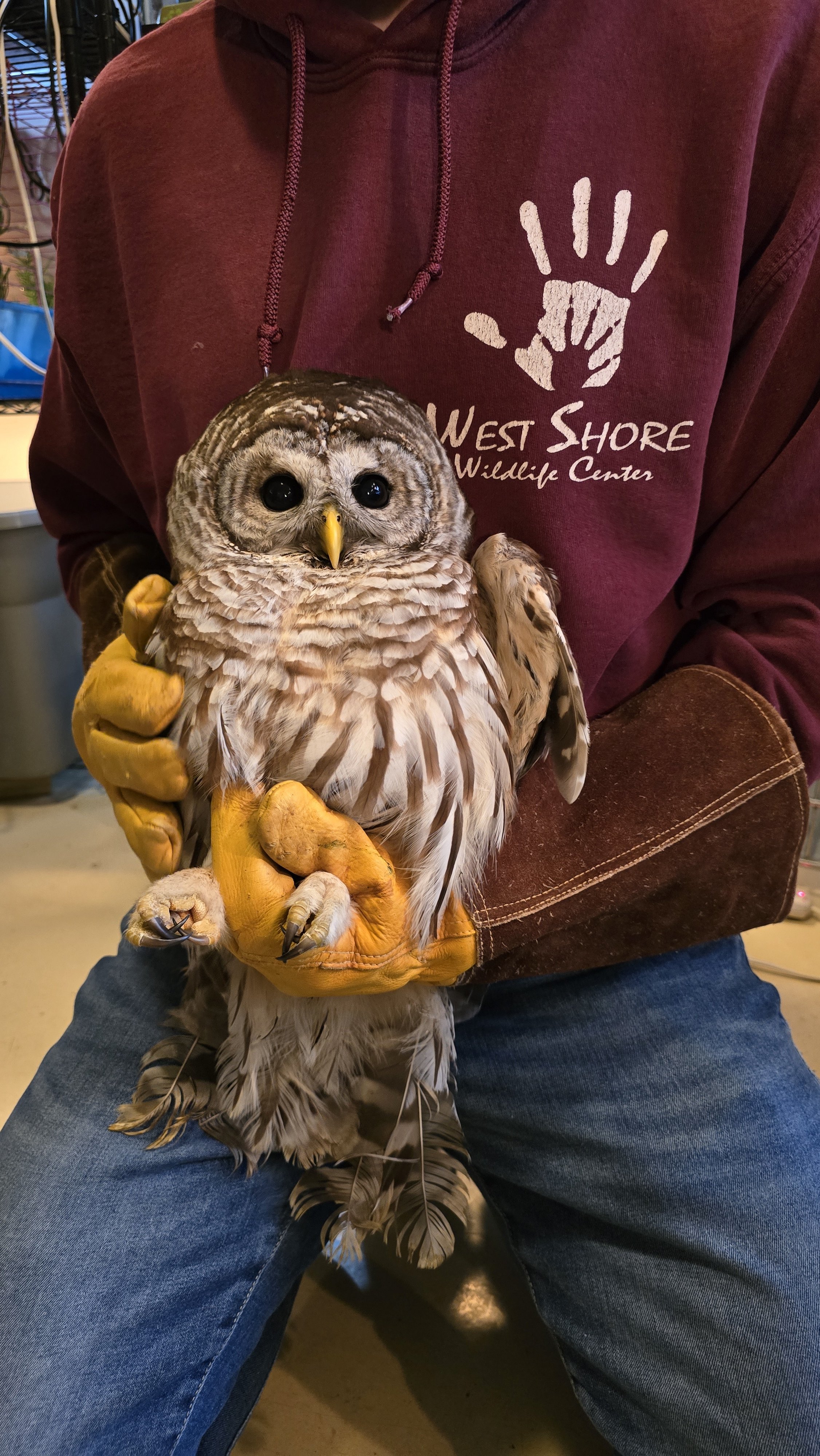 Barred Owl Goes Viral Before Being Released: Patient 26-68