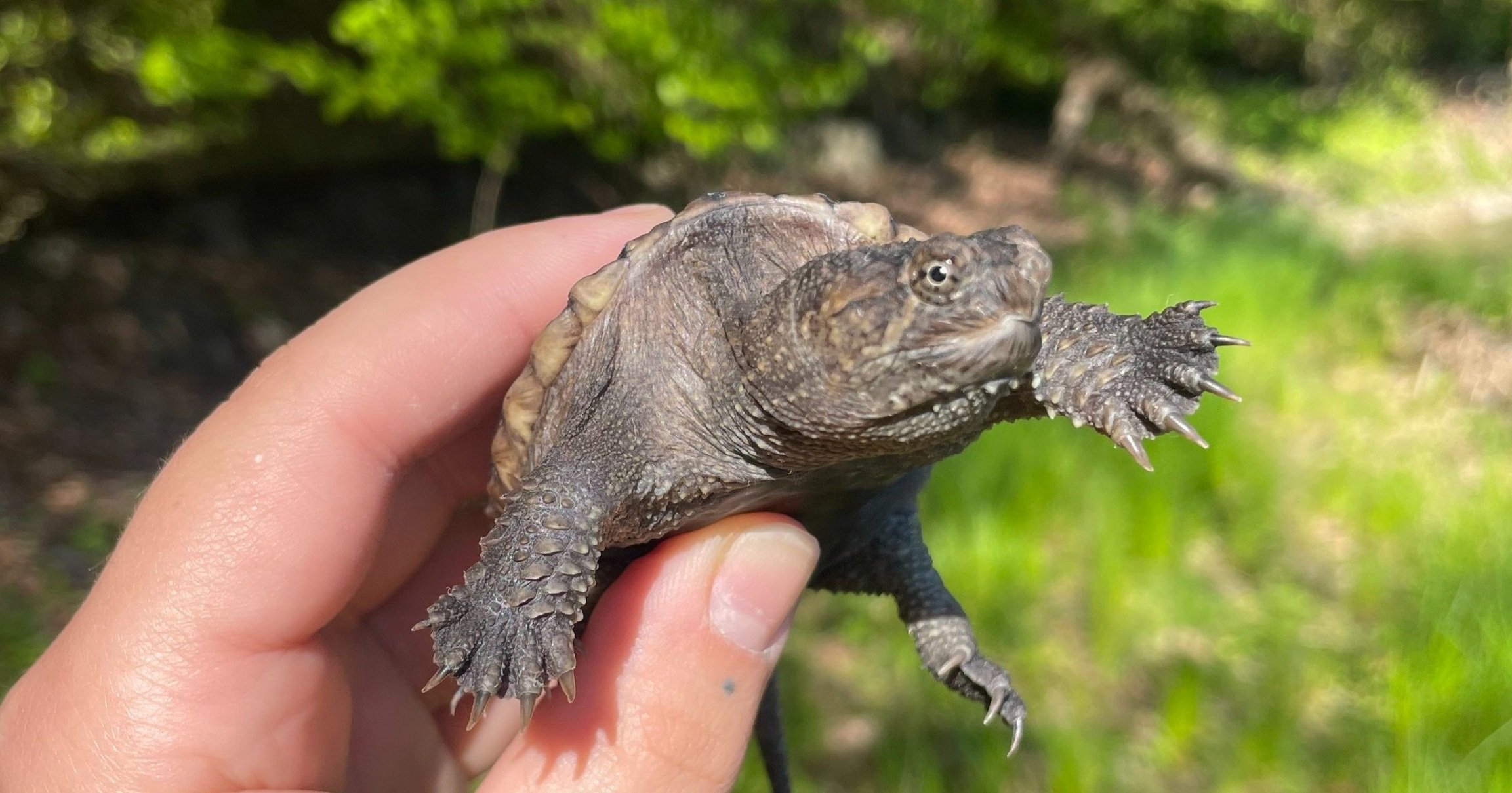 We Moved FDA to Help Tiny Turtles!
