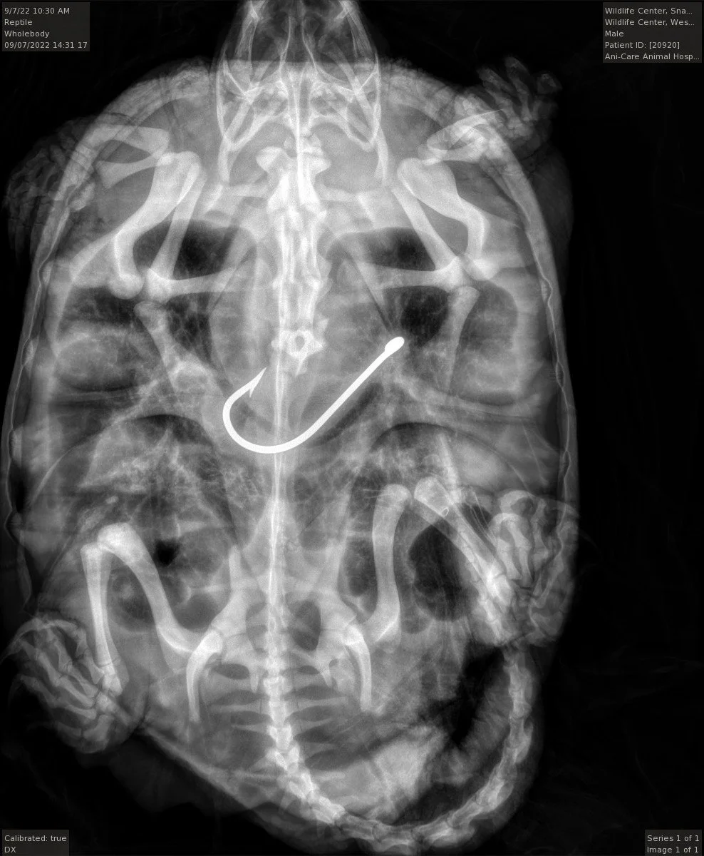 Common Snapping Turtle Ingested Fishing Hook: Patient 22-1655 — West ...
