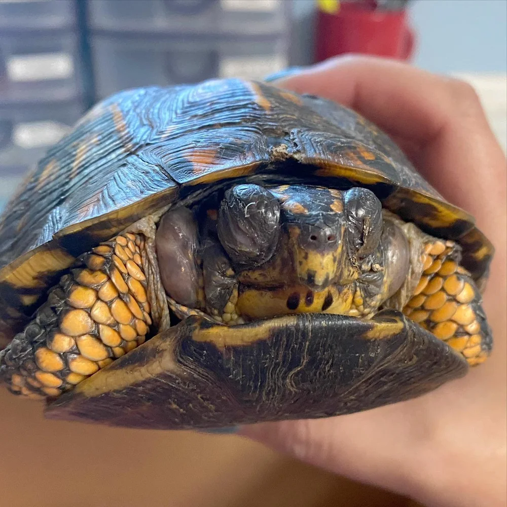 Eastern Box Turtle Infection: Patient 21-1086 — West Shore Wildlife Center