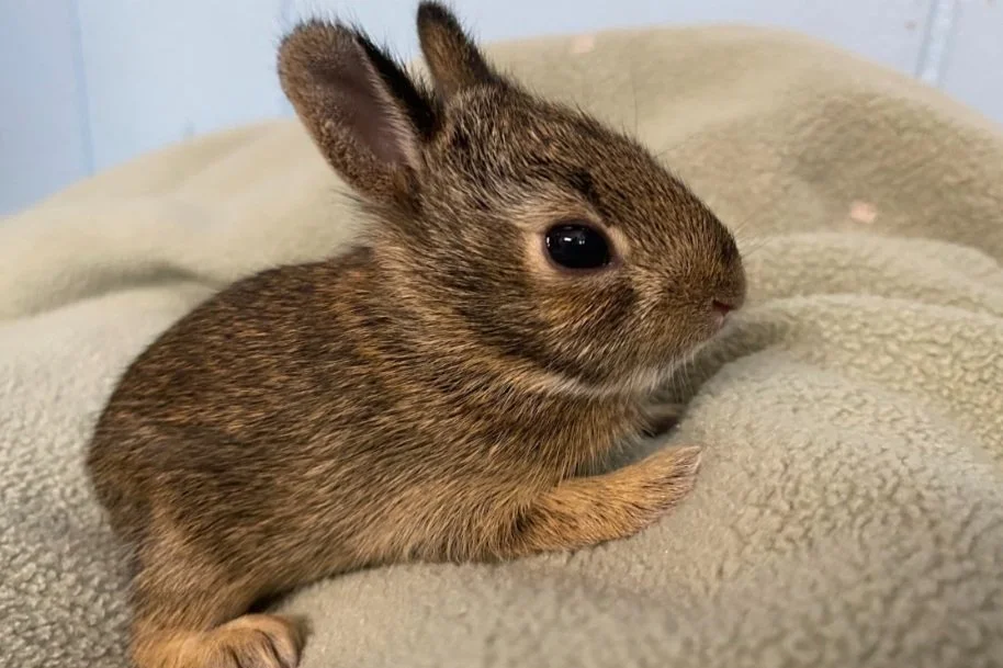 Baby Rabbits How To Find Male And Female Rabbit Female Baby Rabbit