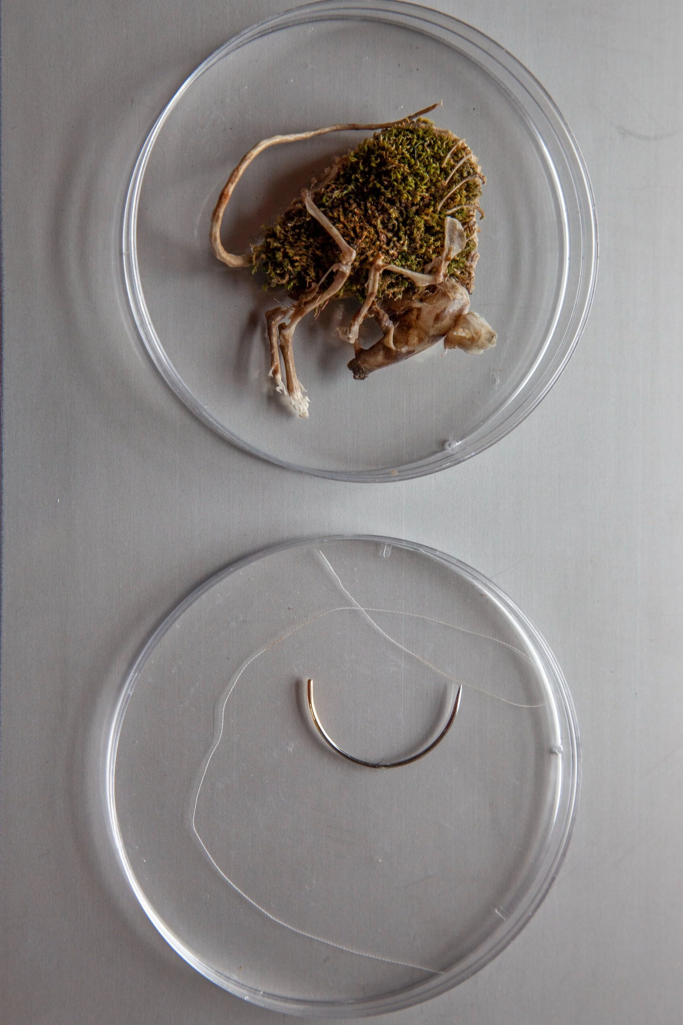 Catalogue Essay - Mary Catherine Newcomb: Bread and Bones