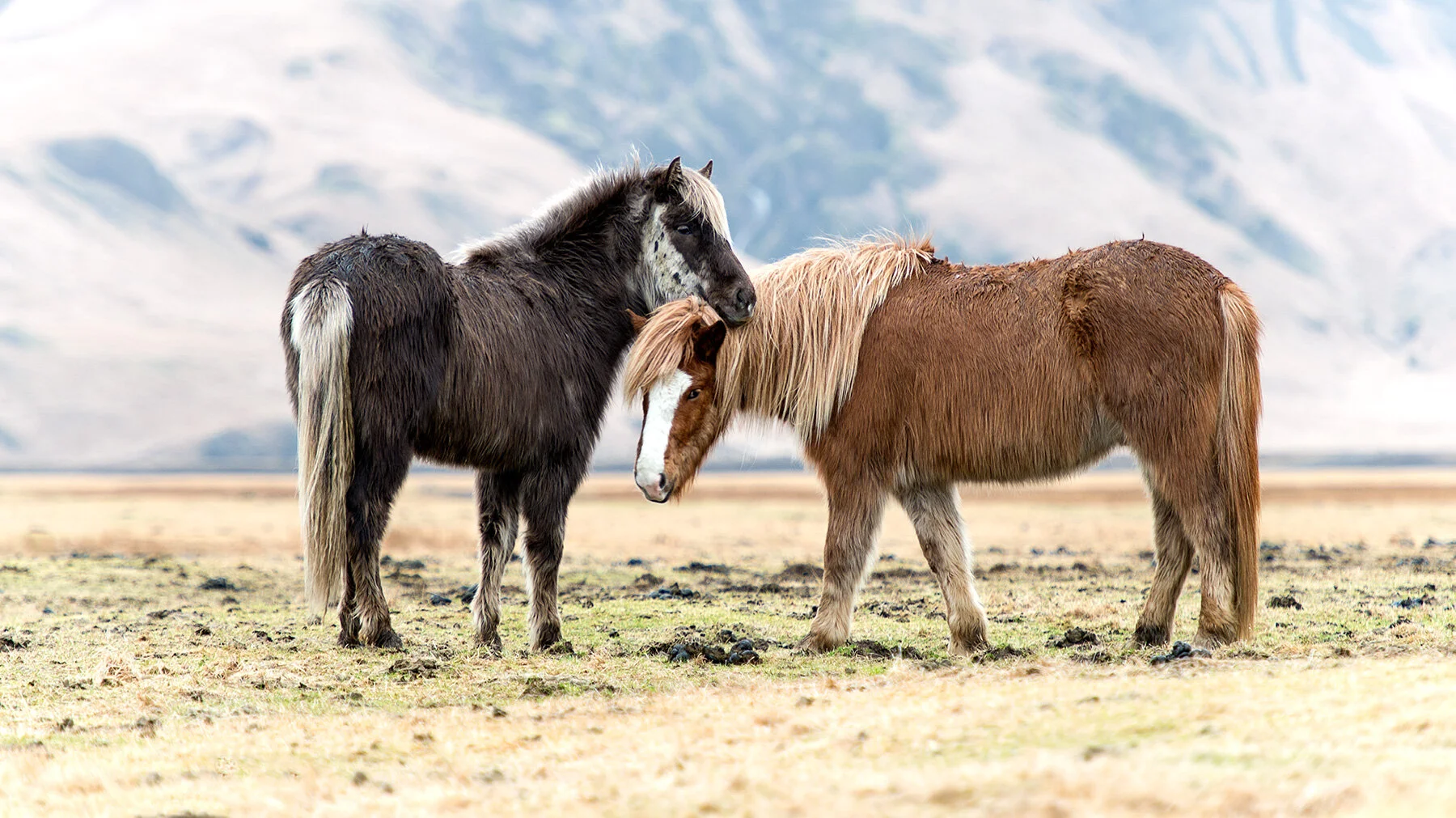  Michal Dvorak photo, Michal Dvořák fotografie, landscape, landscape photography, beautiful landscape, nature, wild nature, krajinářská fotografie, fotografie krajiny, příroda, divoká příroda, dramatická krajina, Island, Iceland, Islandský kůň, Equus