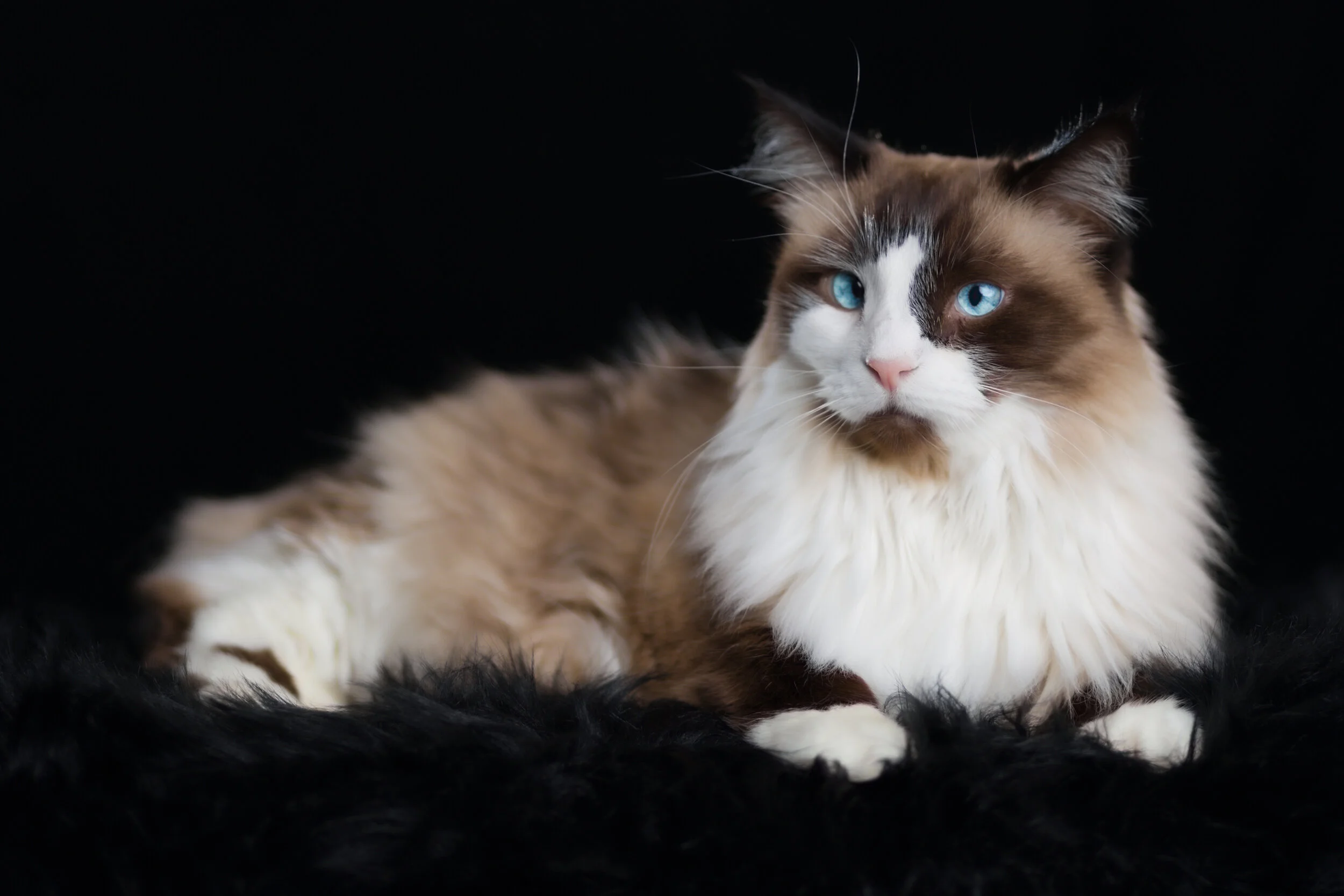 KIXIE PORTRAIT BLACK BACKGROUND.jpg