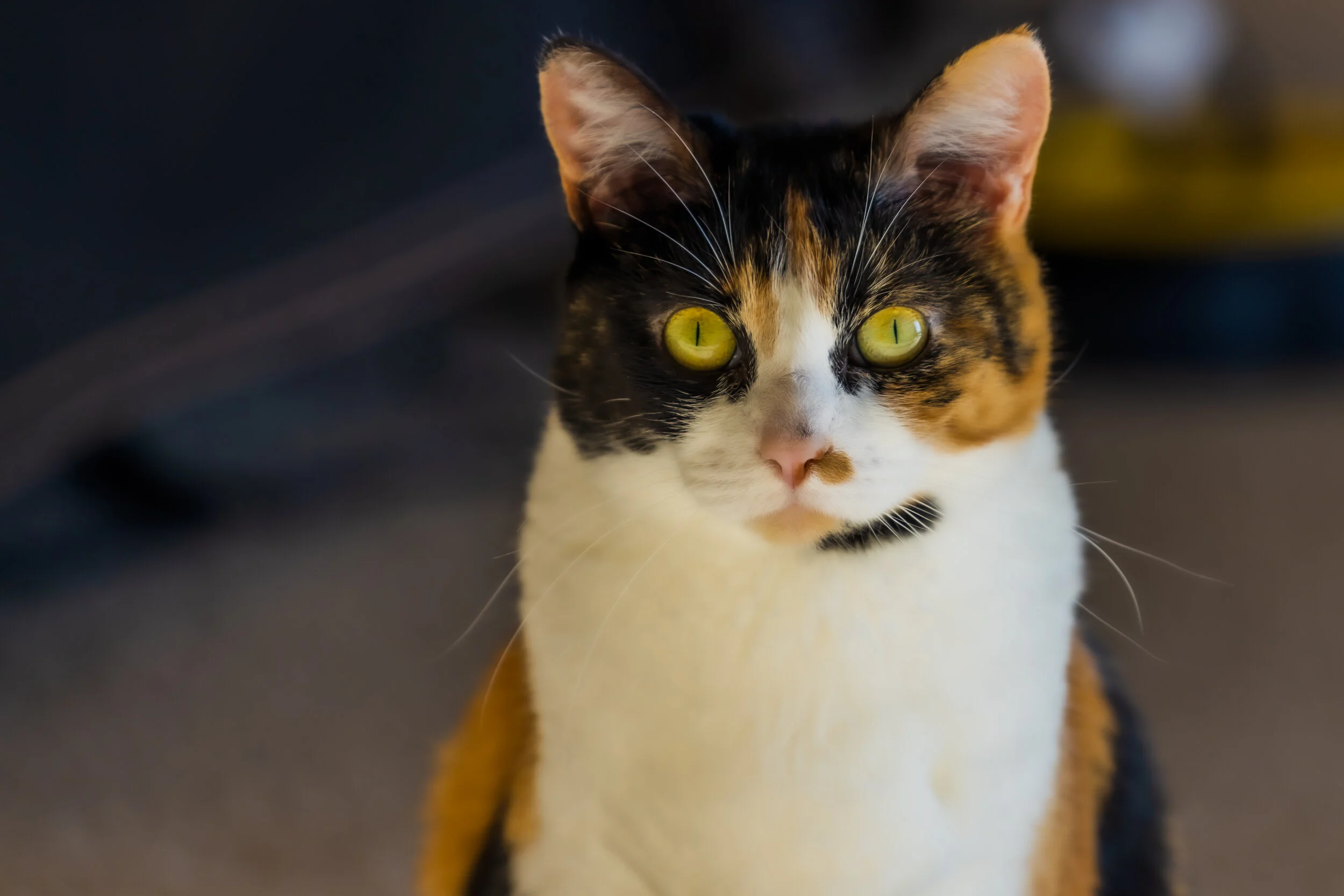 PENNEY PORTRAIT-3.JPG