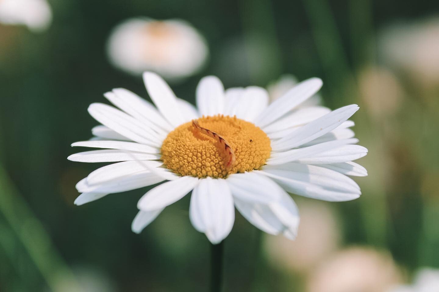 Hey friends! Happy Monday.
I took this picture in my backyard of little inchworm friend hangin&rsquo; out and I could not believe how it turned out. My cannon EOS Rebel T7 is a trooper and I appreciate having it so much. 💜 And not just for jewelry p