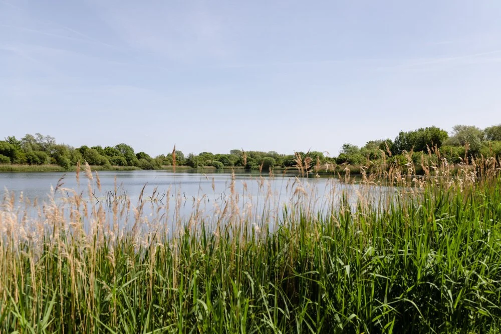 Lake and reed beds at Cotswold Water Park near South Cerney