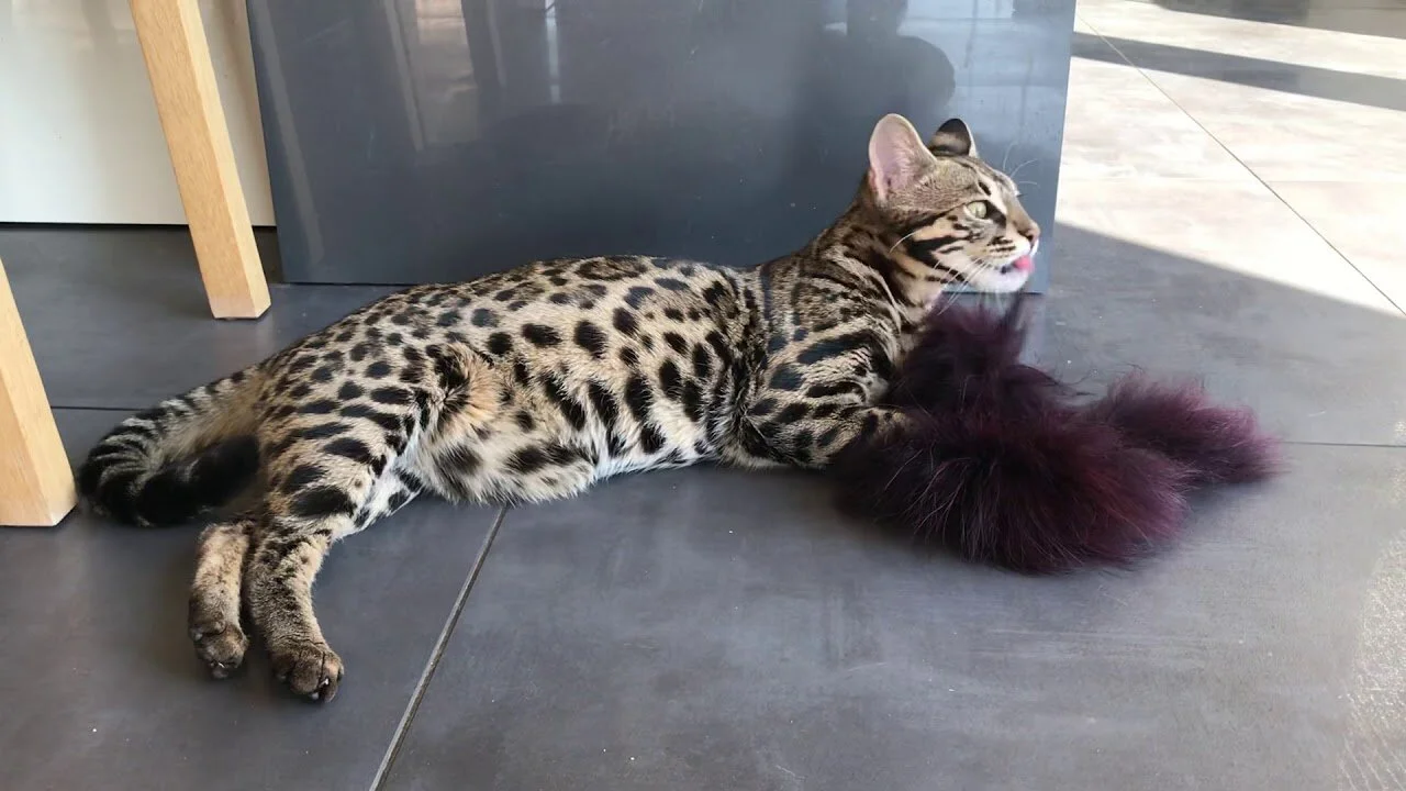 Кошка Леопардовый Окрас Фото