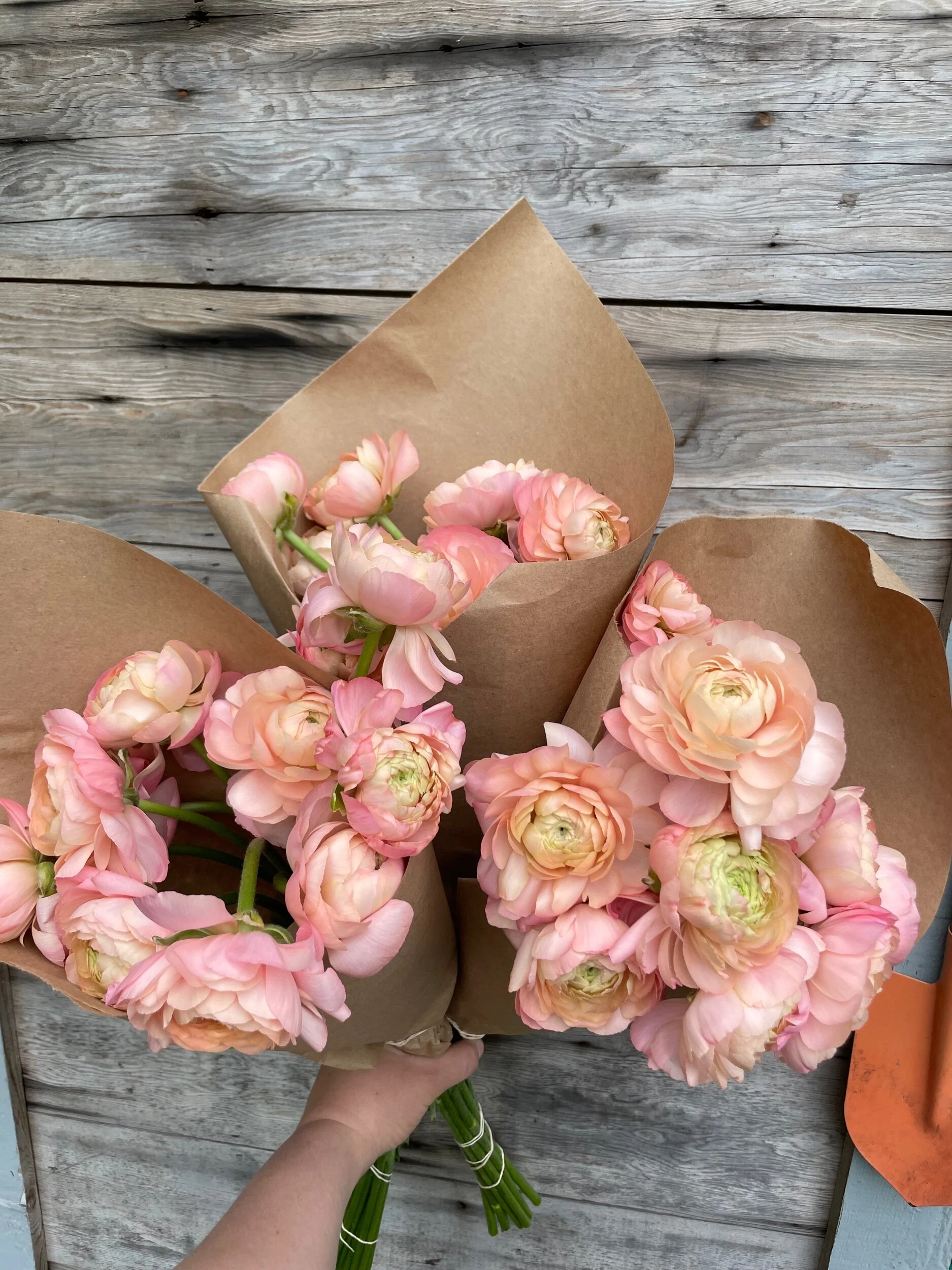 Ranunculus Bunch Subscription (4 weeks)