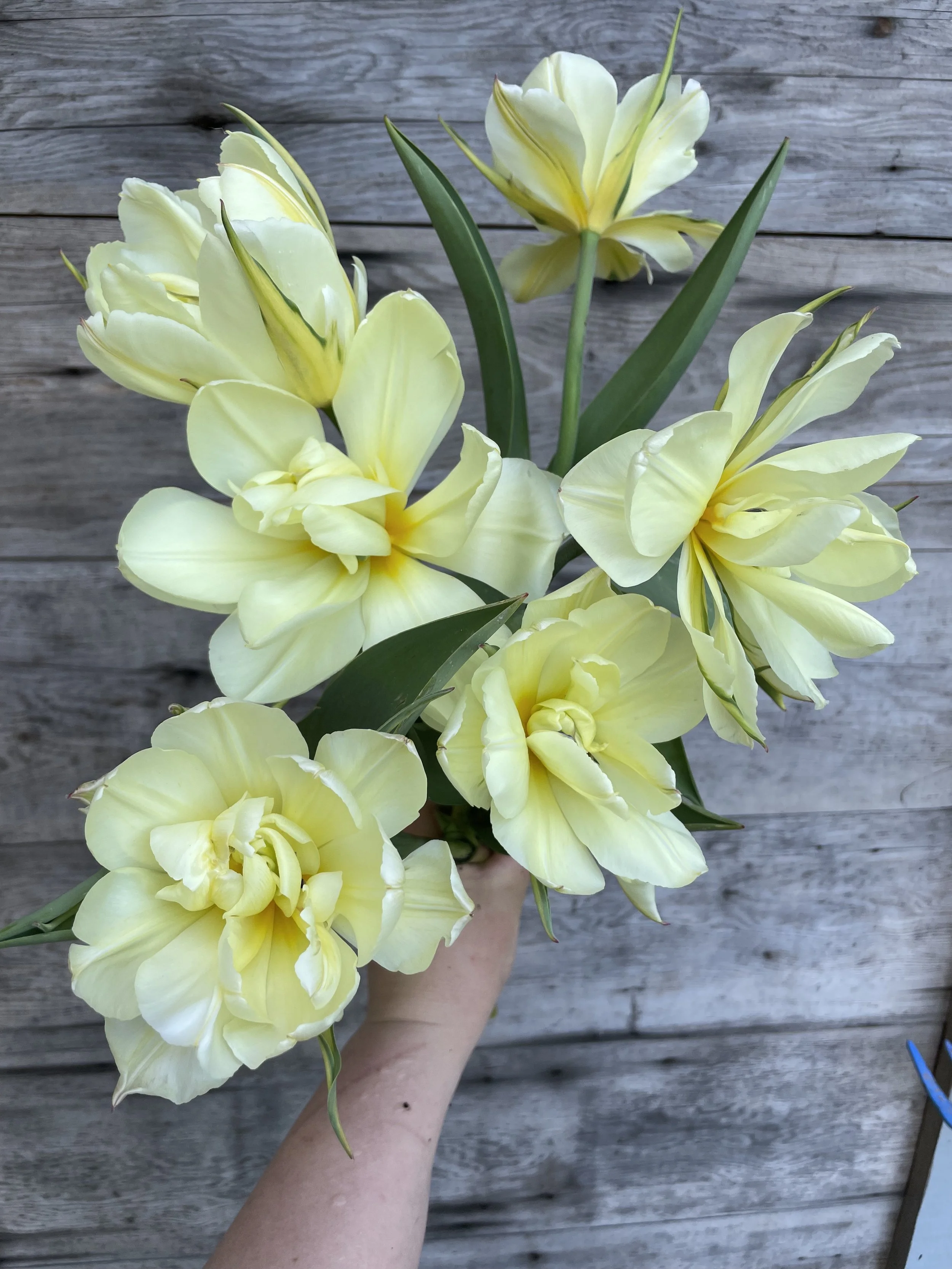 Exotic Emperor Tulip