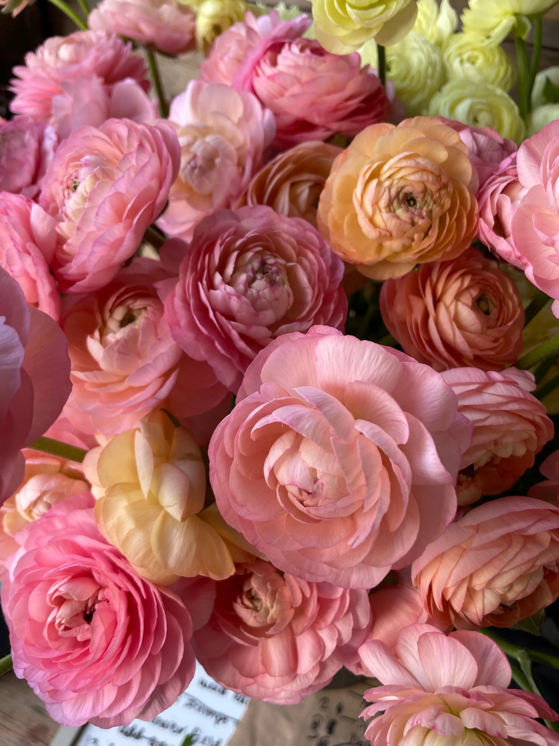 Ranunculus Starts - 6 cell pack (COMING SOON!)